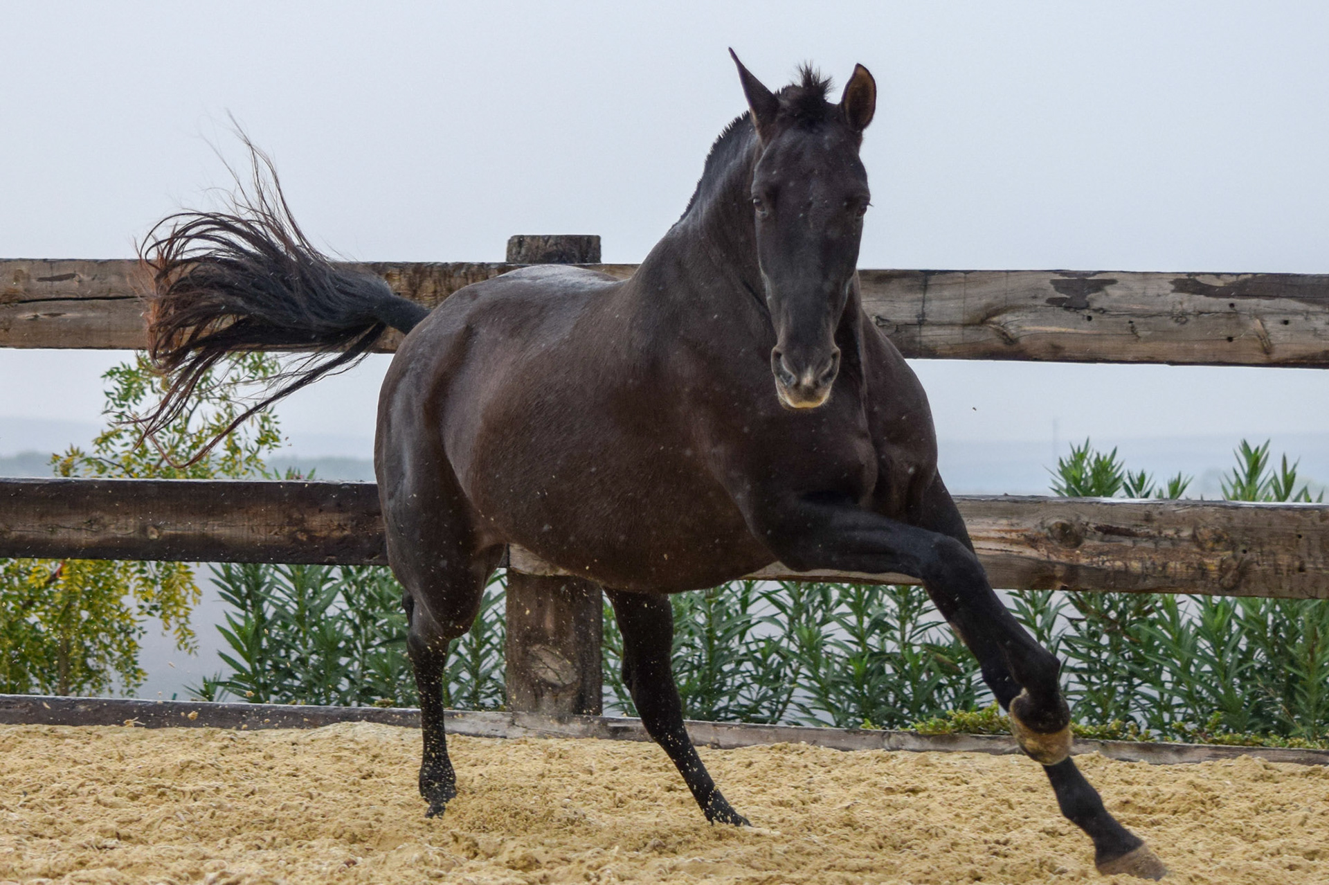 PRE Broodmare
