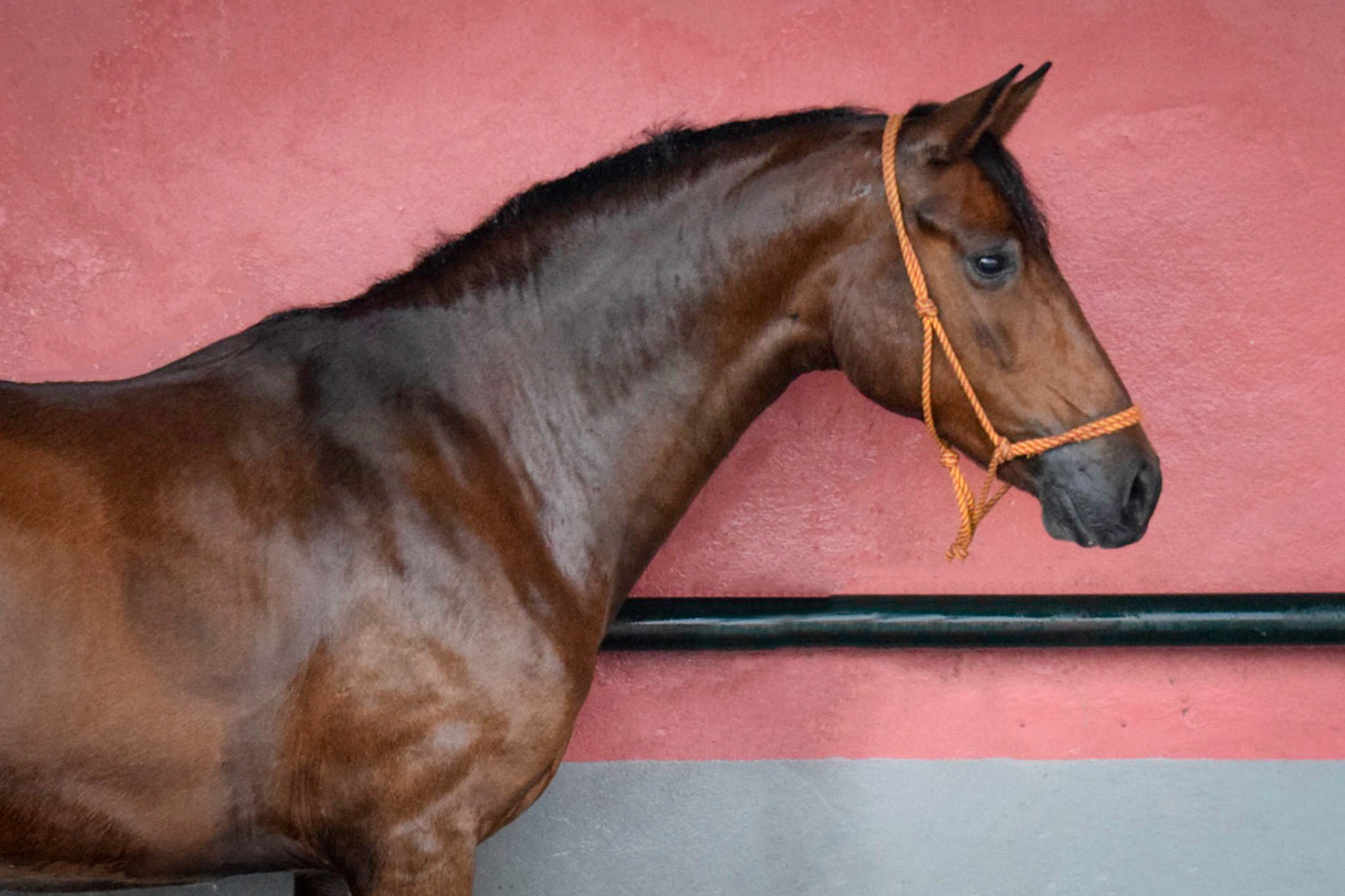 PRE Mare 4 years