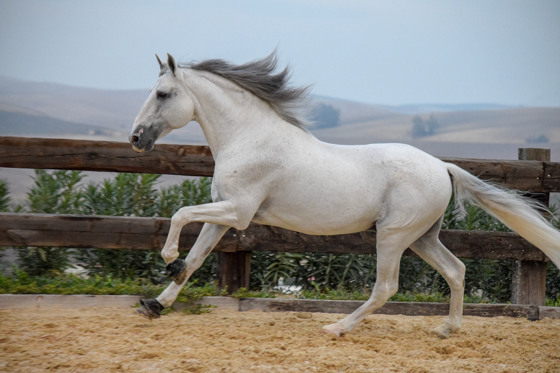 PRE Stud Stallion