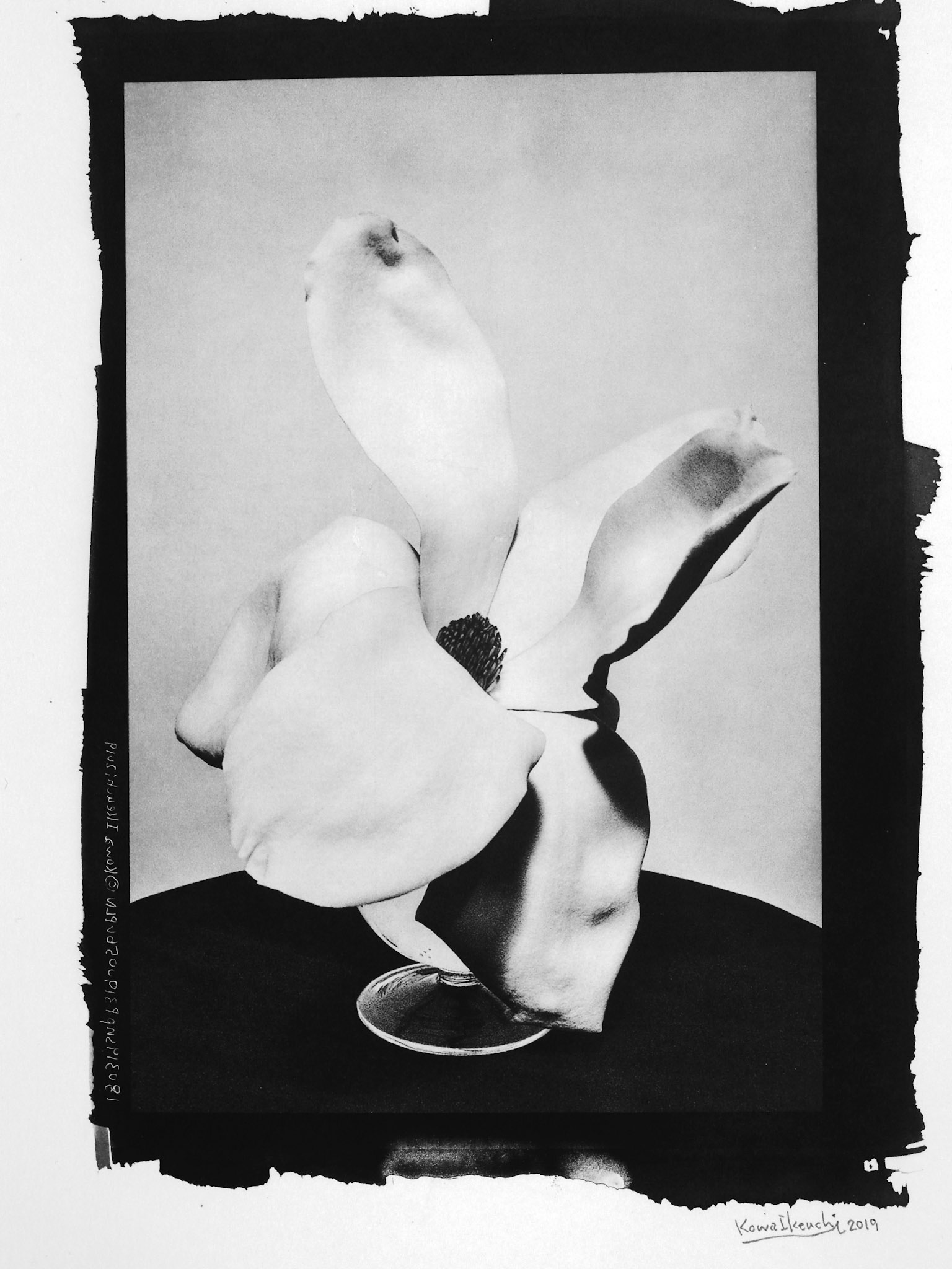 MAGNOLIA