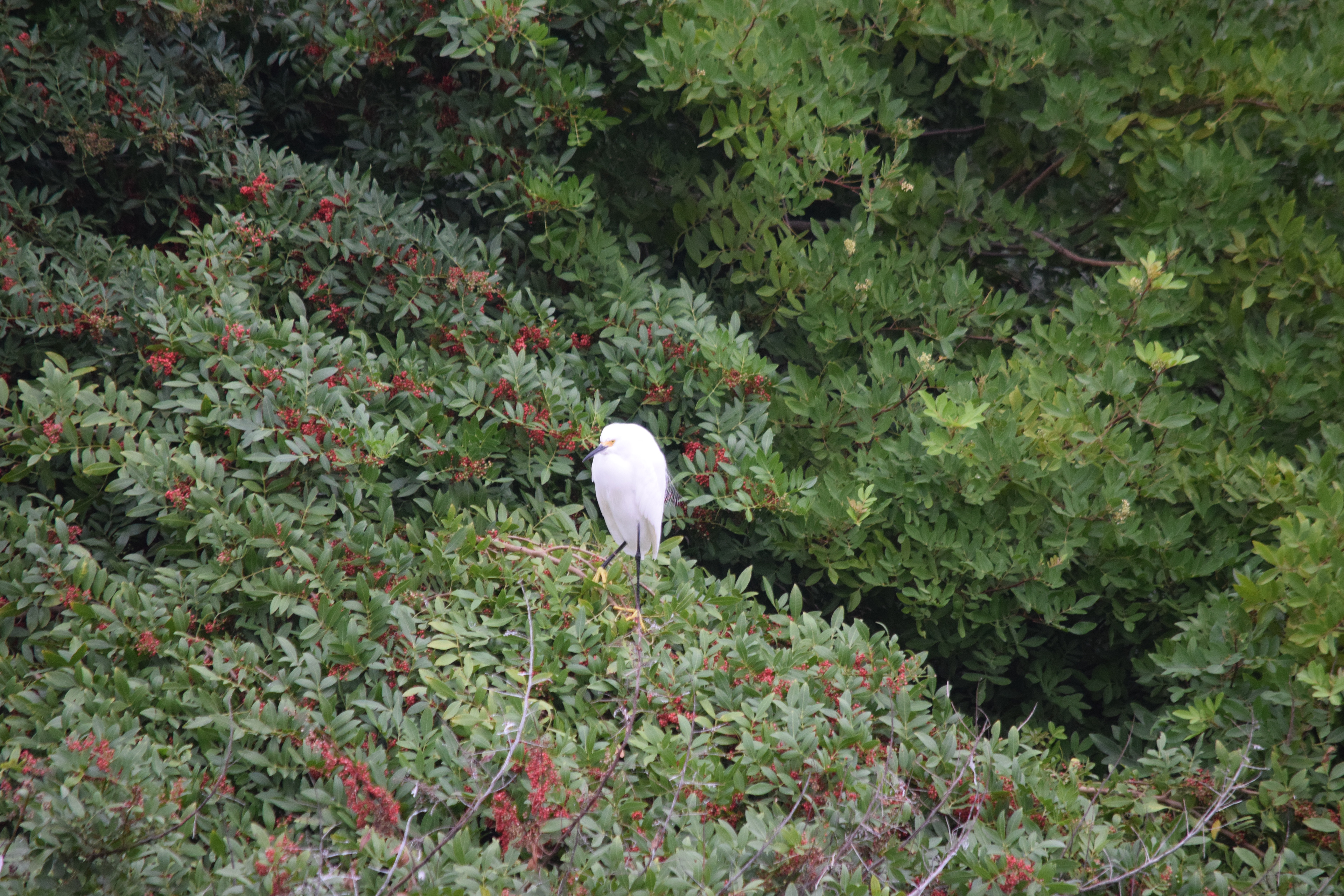 Matthew Mohondro Corpus Christi Birds