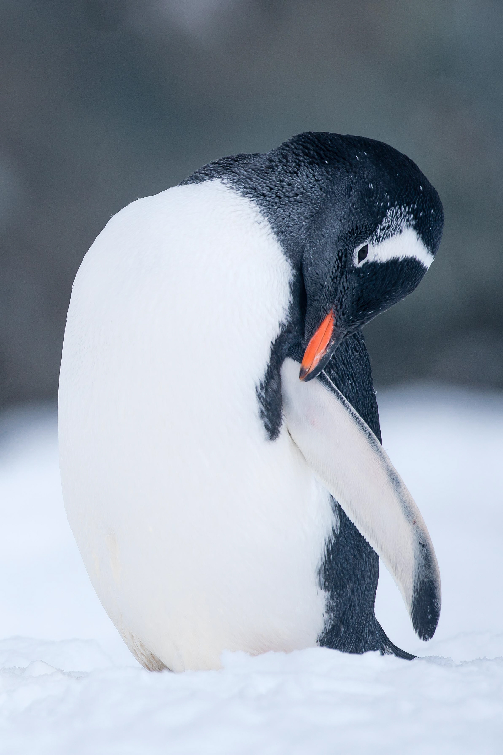Gentoo Penguin