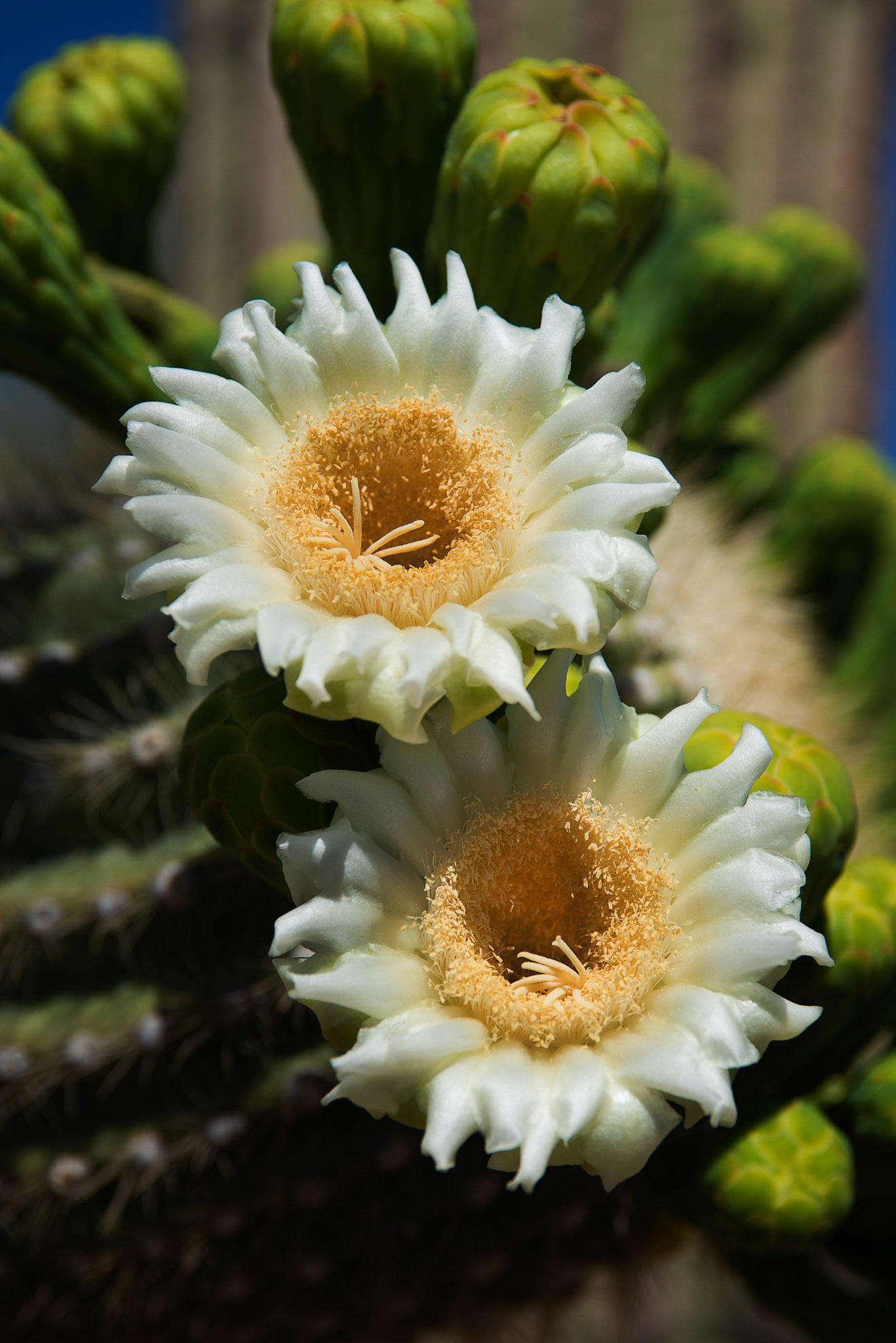 Two Saguaro Blossoms