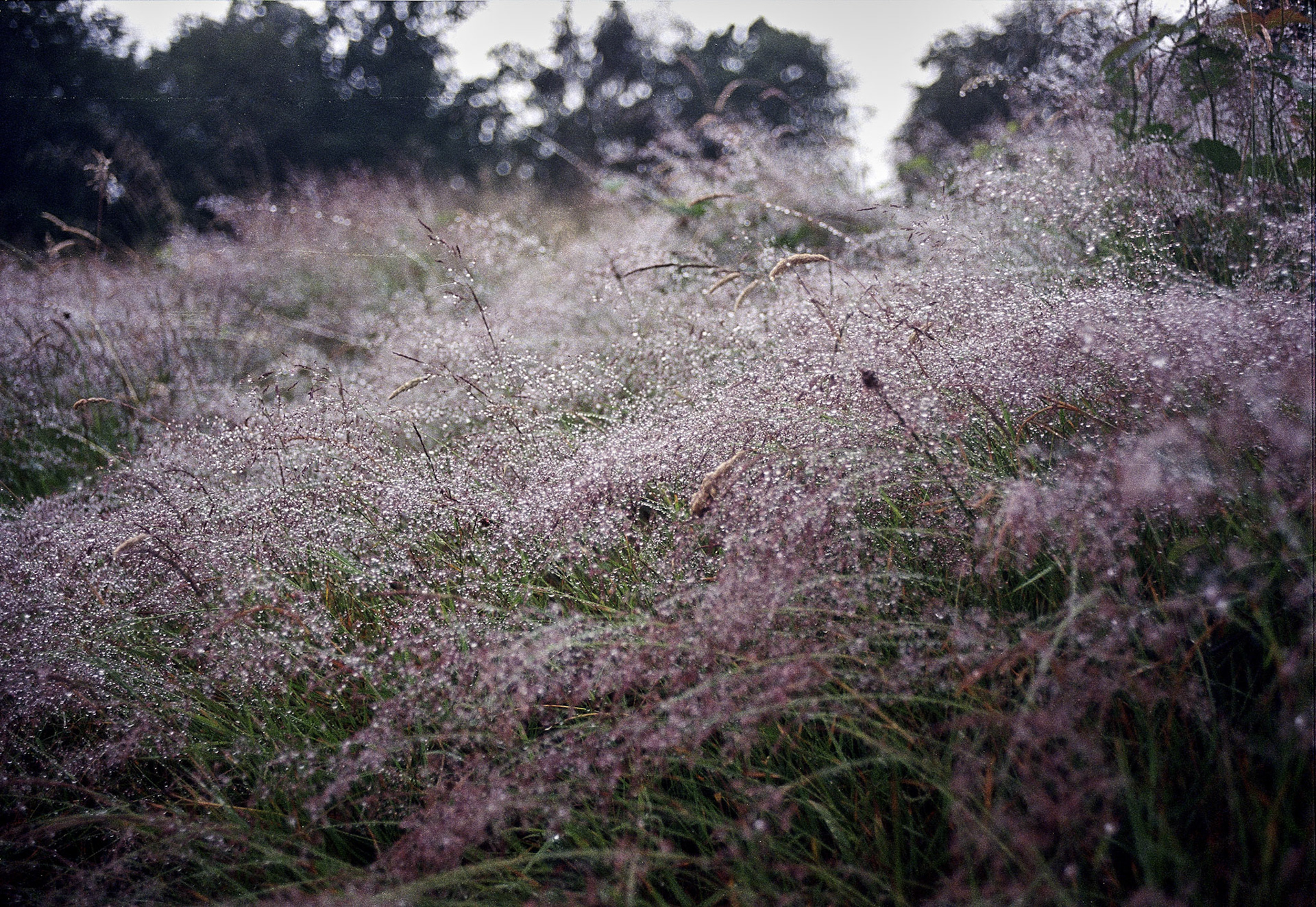 flowers by kaare lytsen
