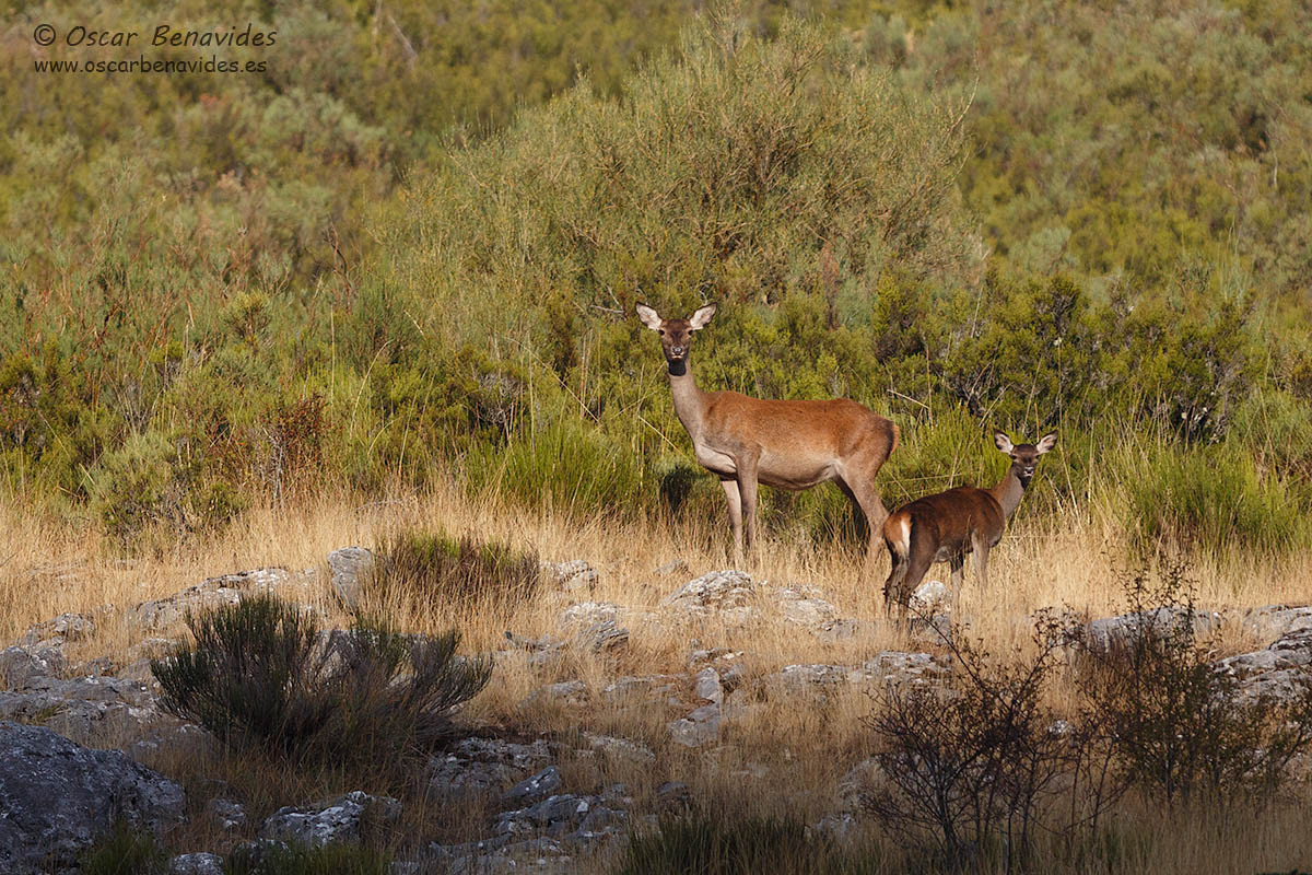 Oscar Benavides. Fotografía de naturaleza. Ciervo / Deer