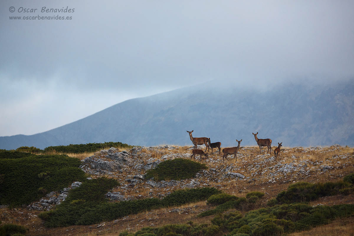 Oscar Benavides. Fotografía de naturaleza. Ciervo / Deer