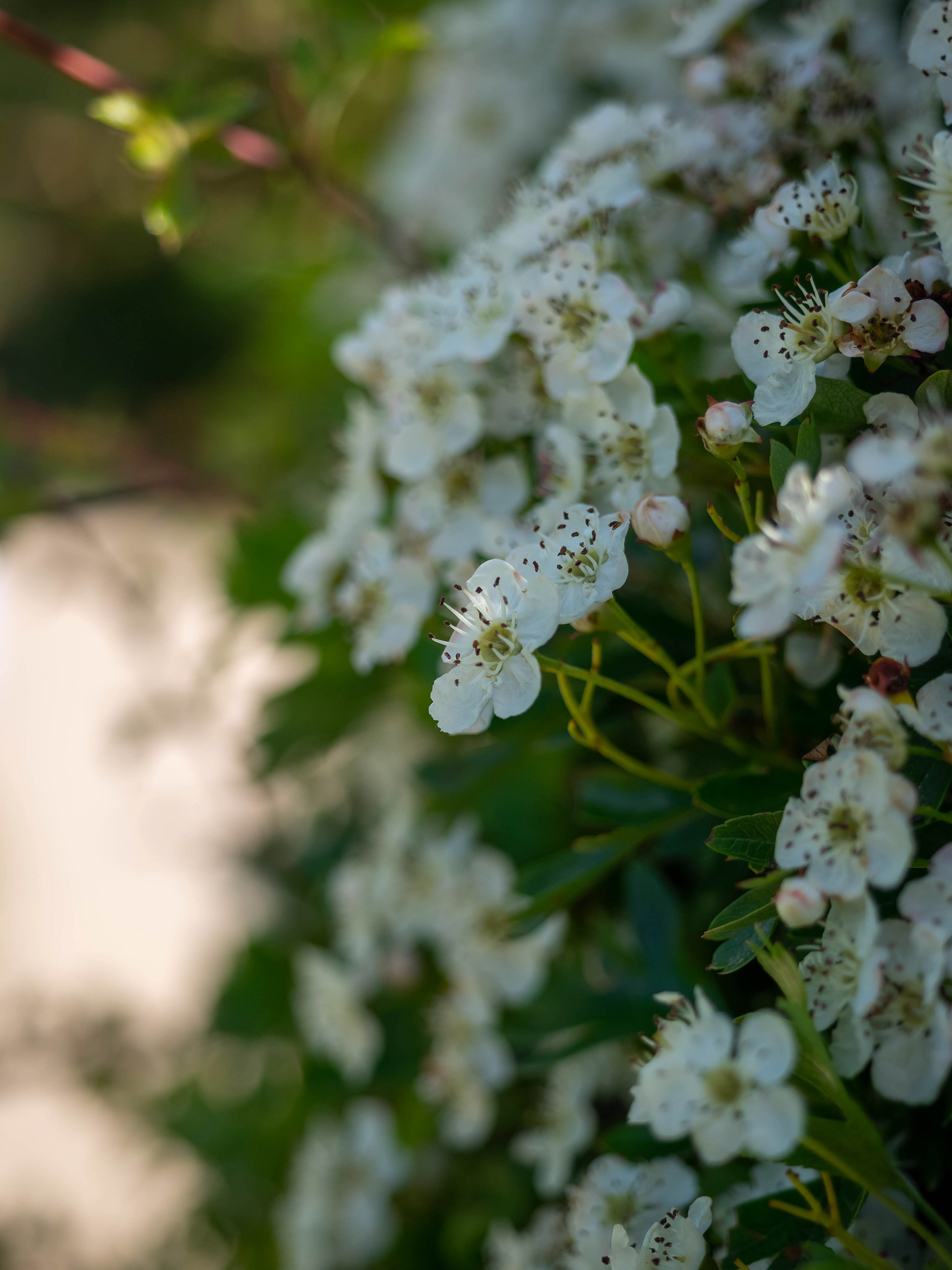 Spirea