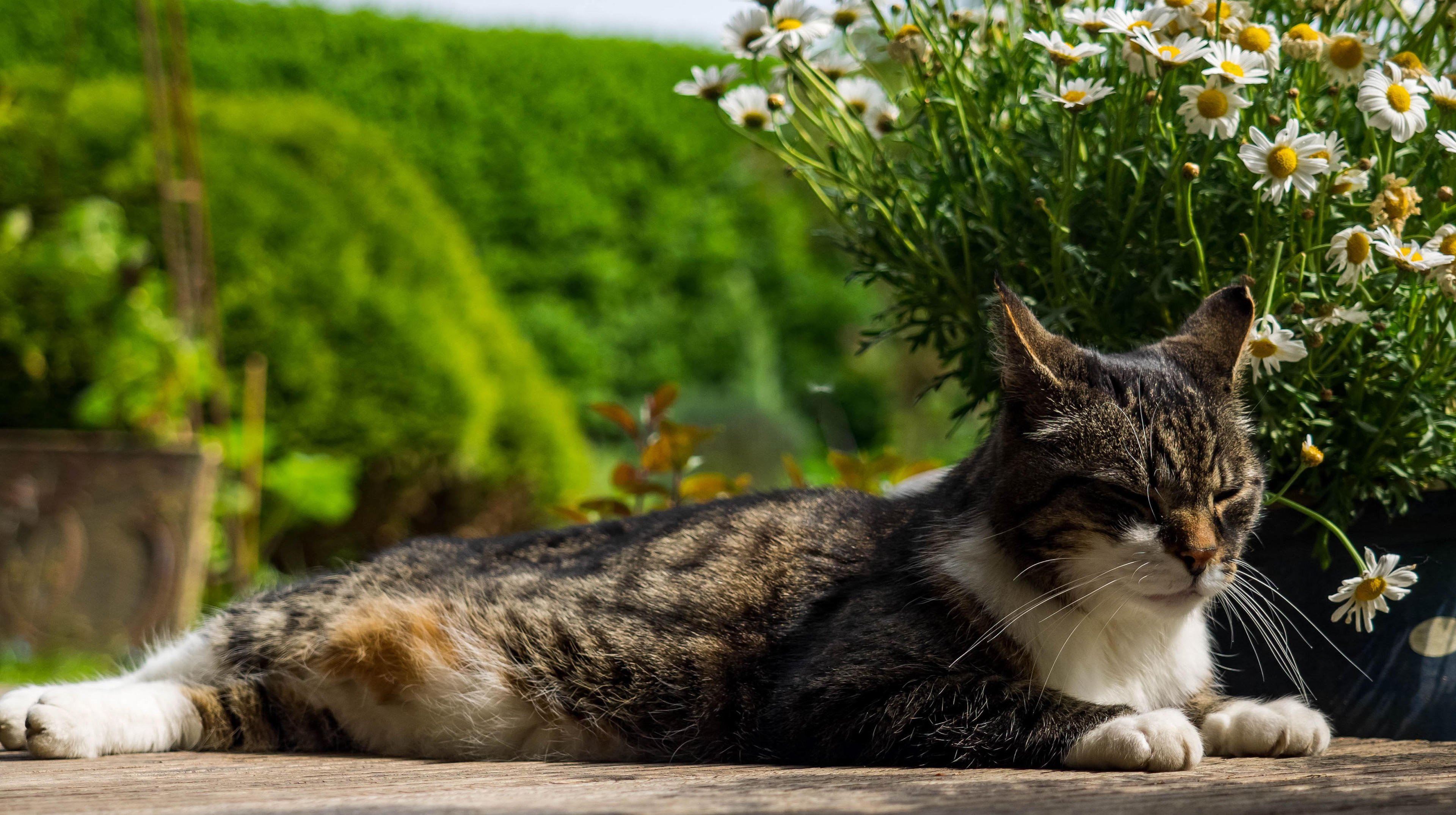 Sleeping Cat