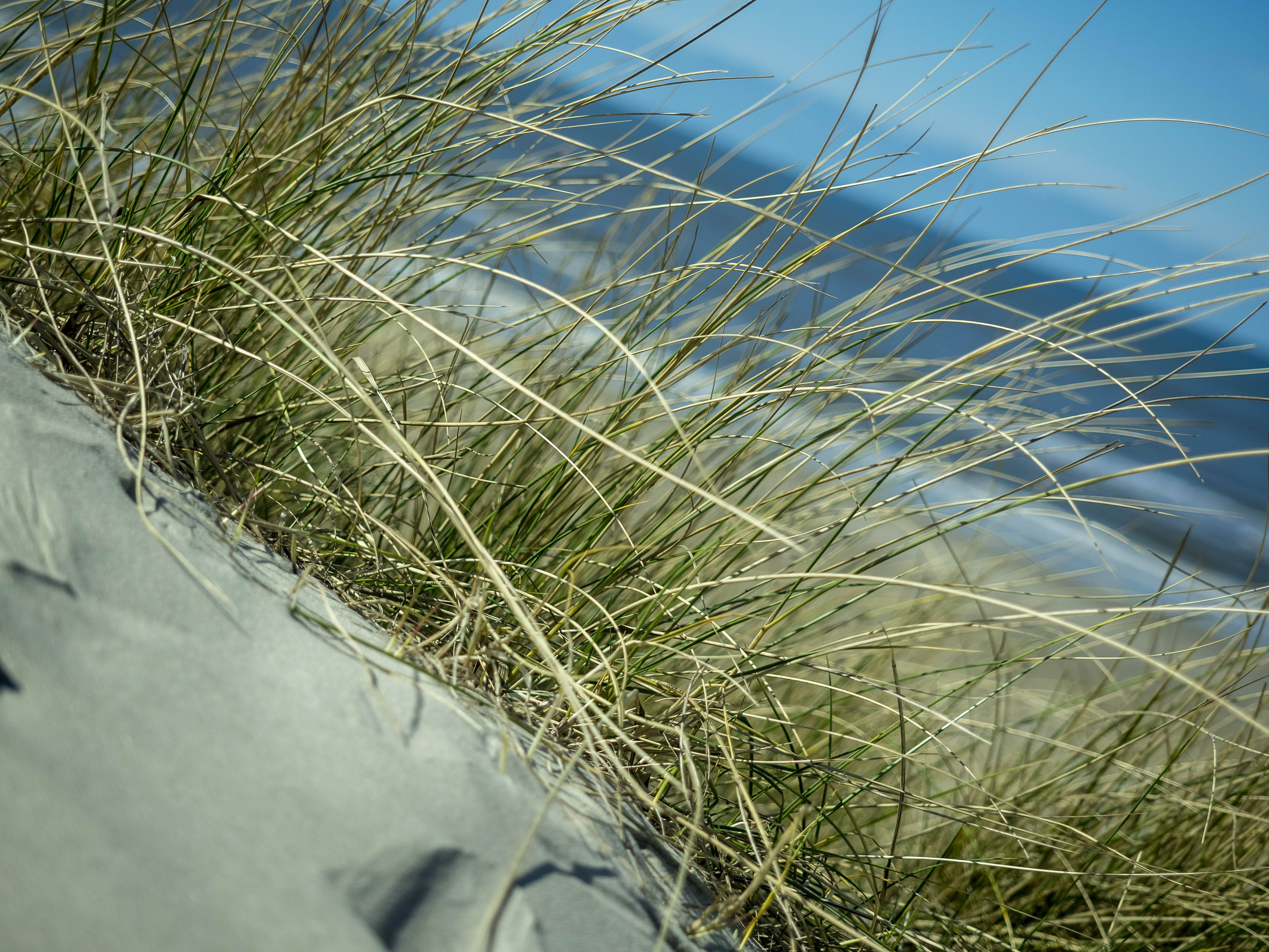 Dune Grass
