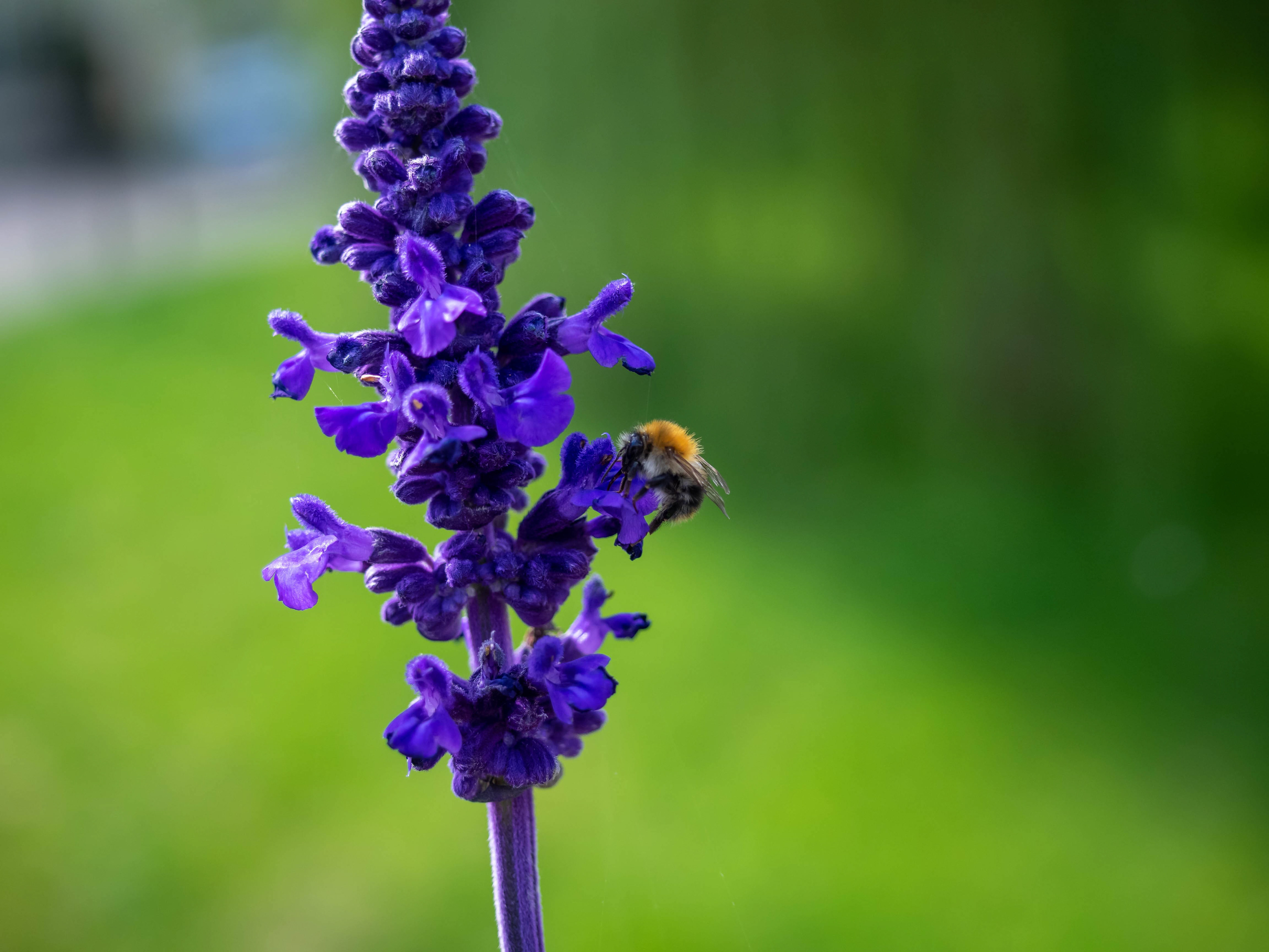 Salvia pratensis