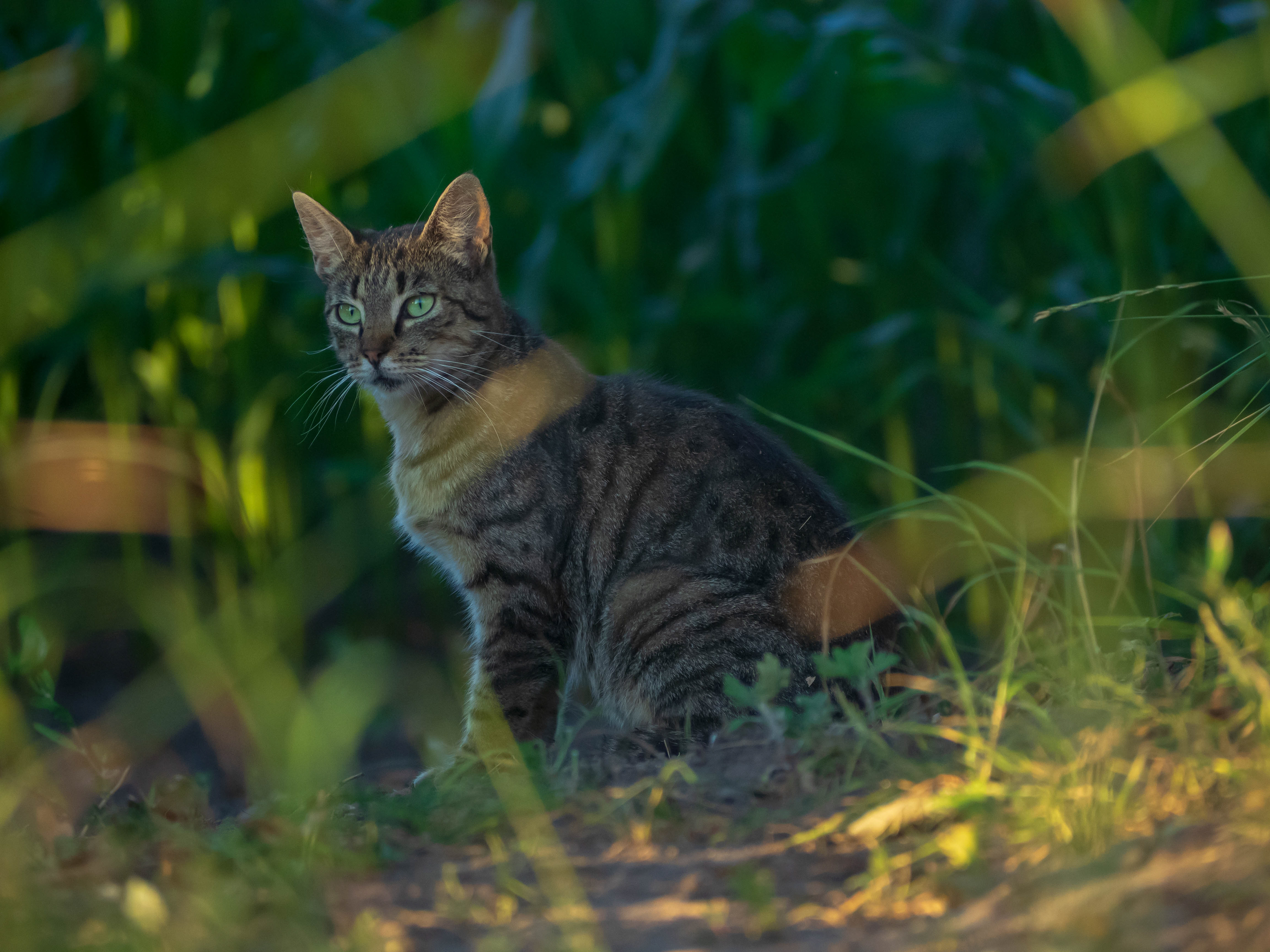 Wild Cat