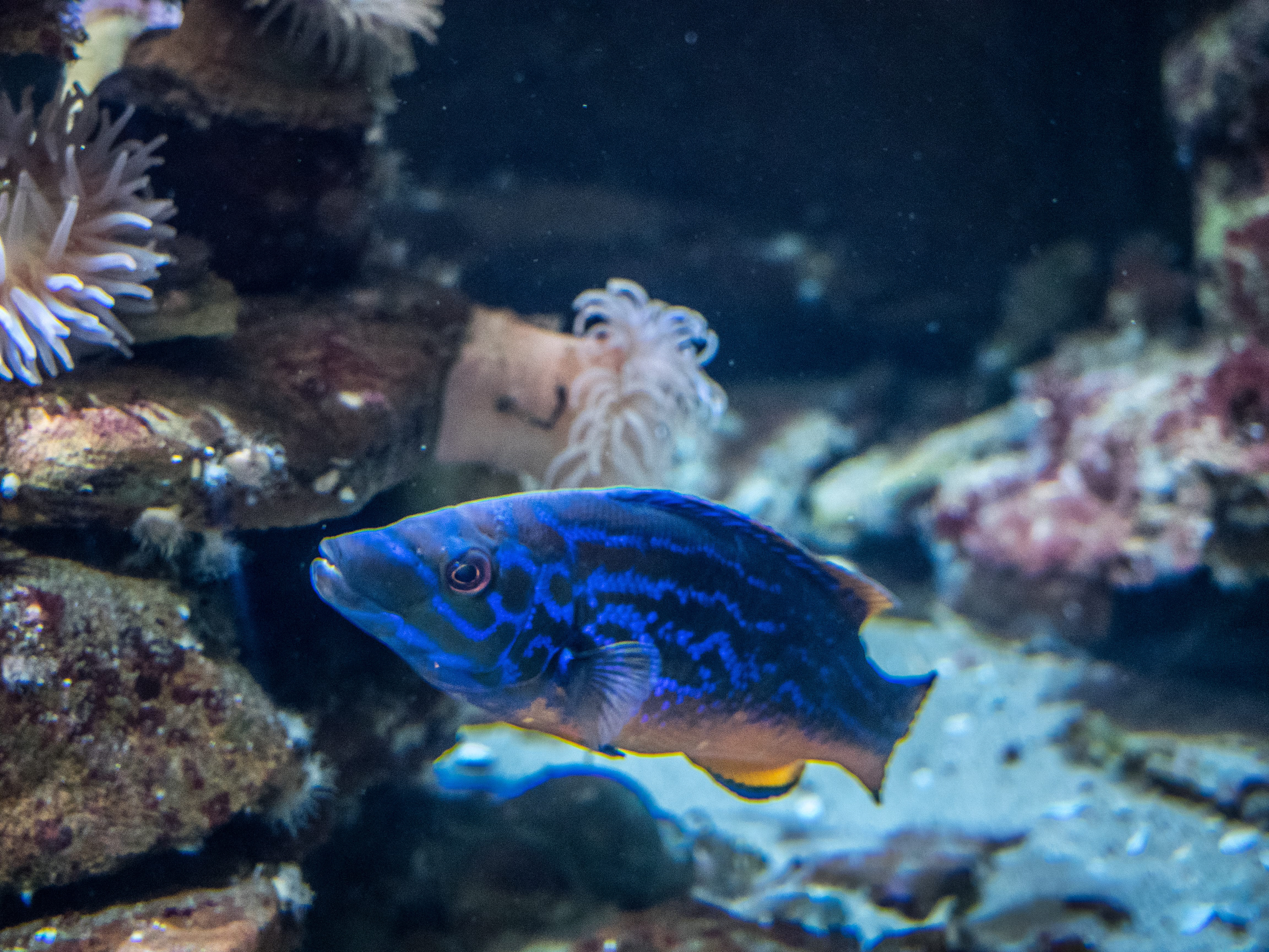 Blue Fish