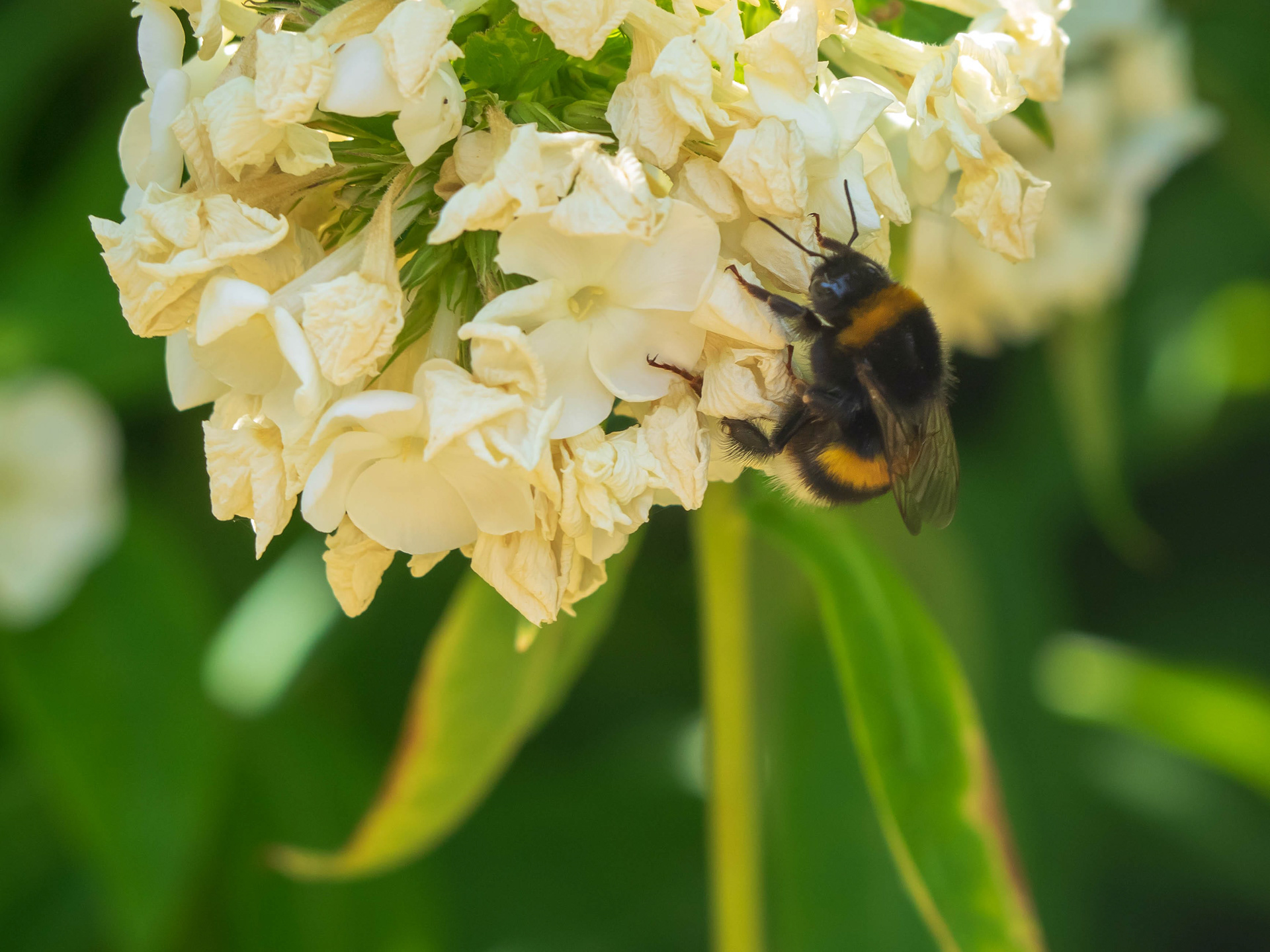 Climbing Bee