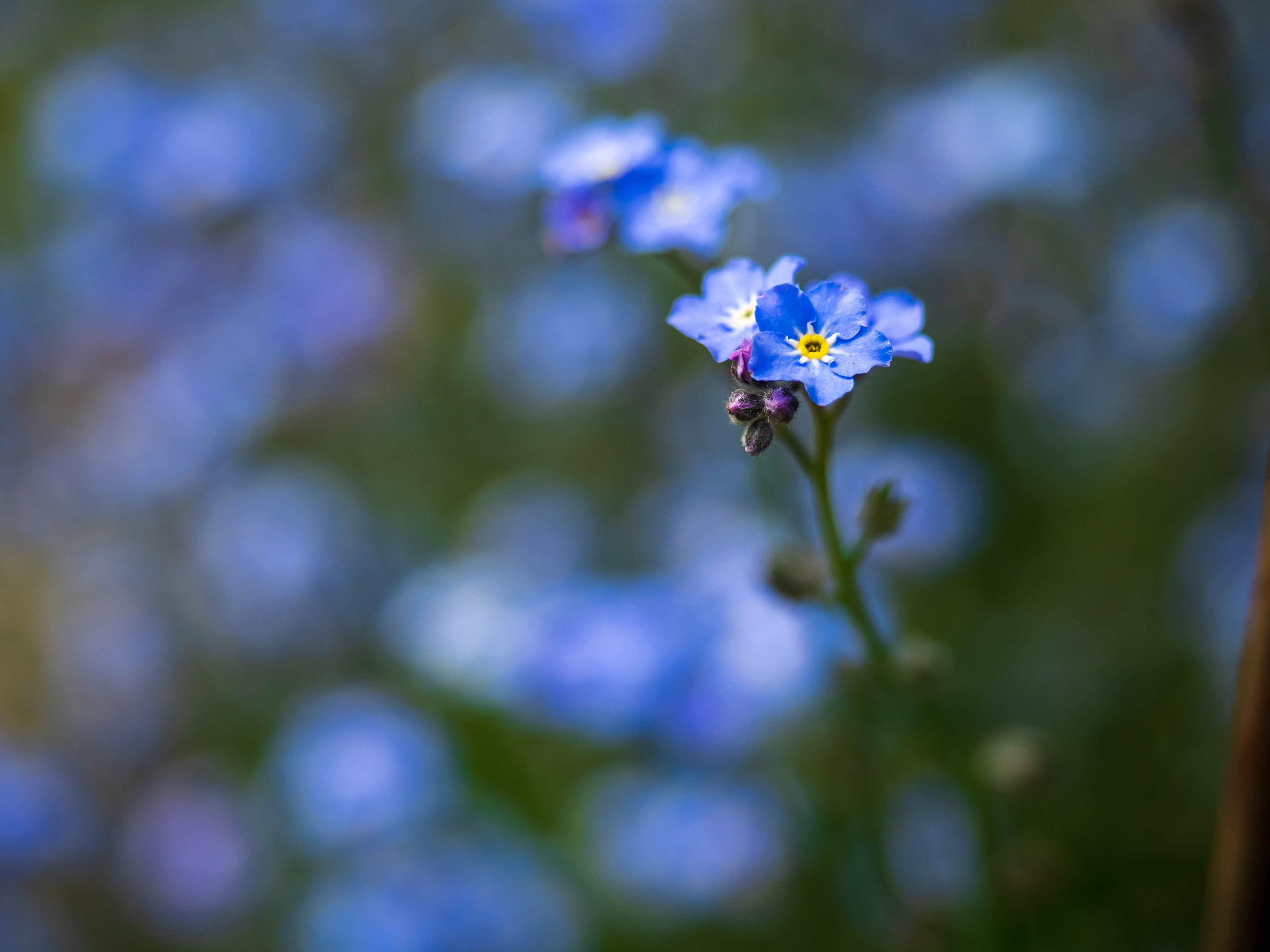 Myosotis