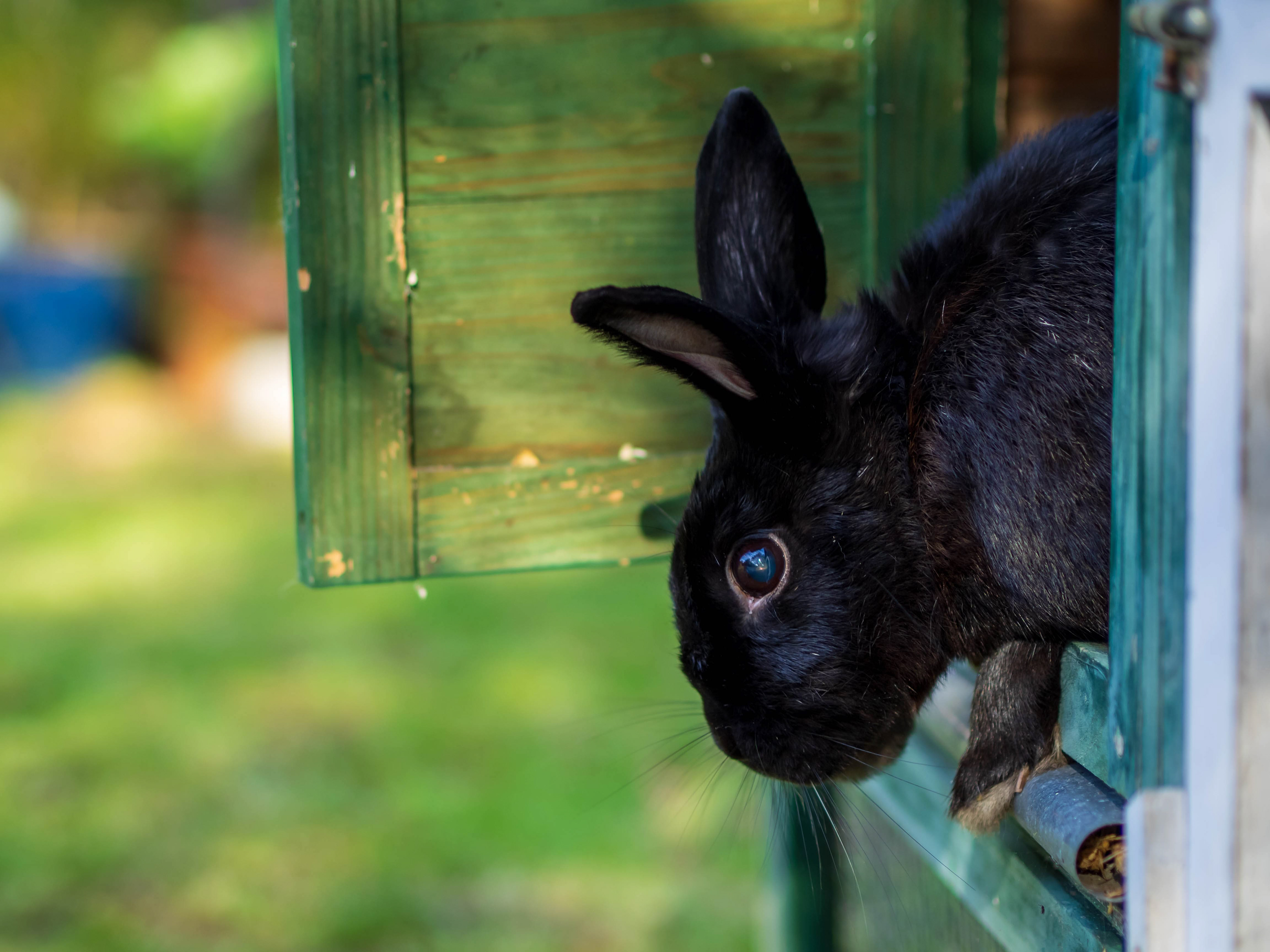 Rabbit wants to jump