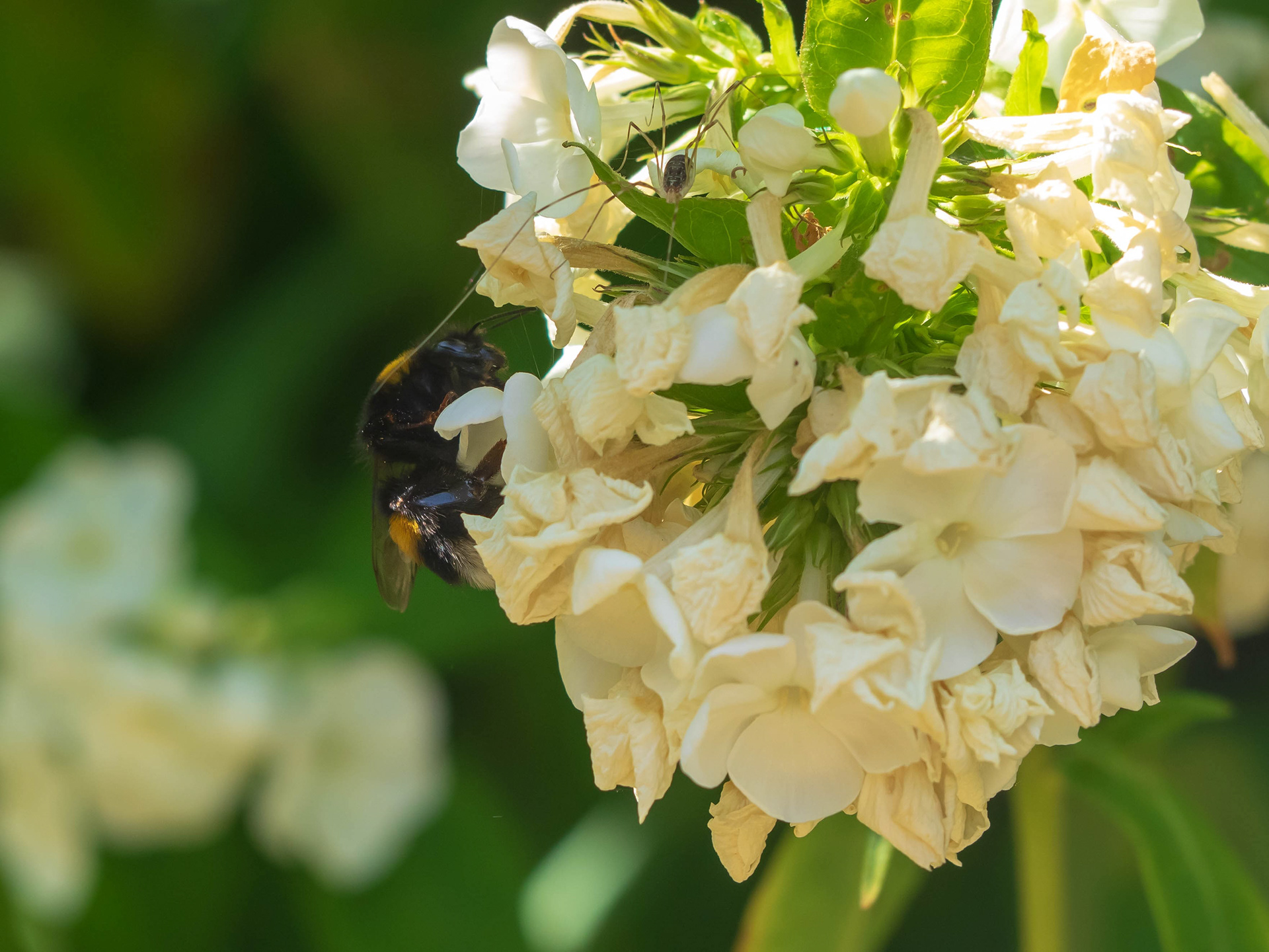 Bee with Guest