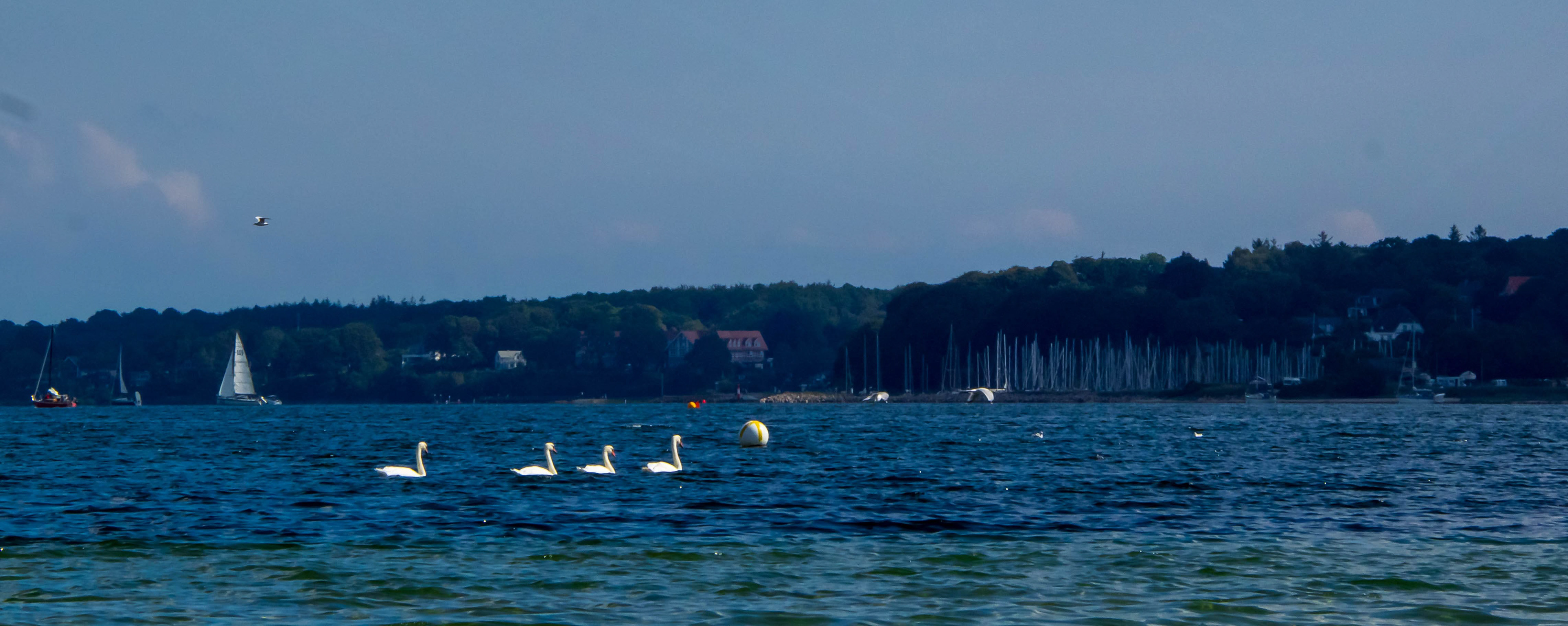 Some Swans