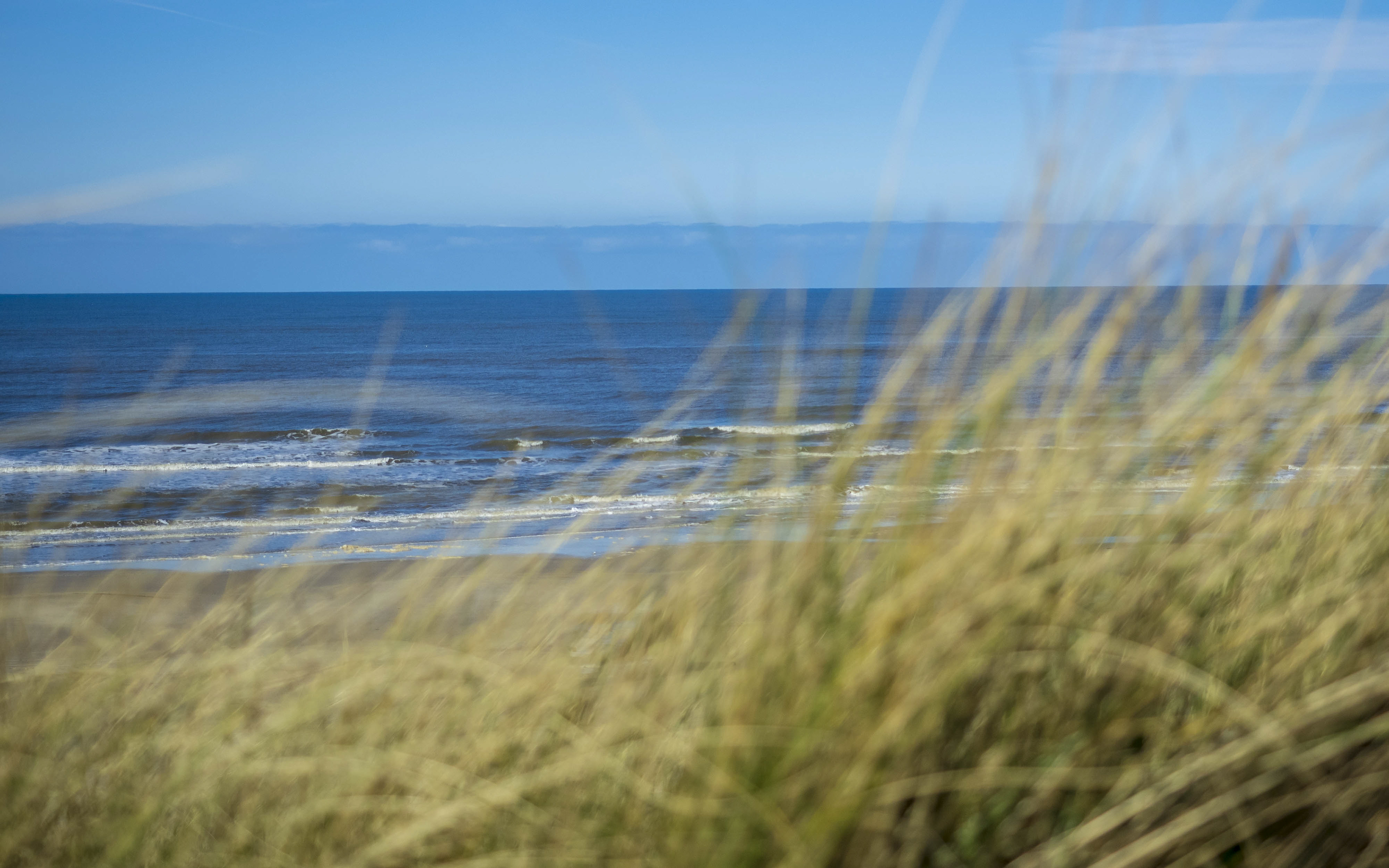 Dune Grass on high Sand-Dune