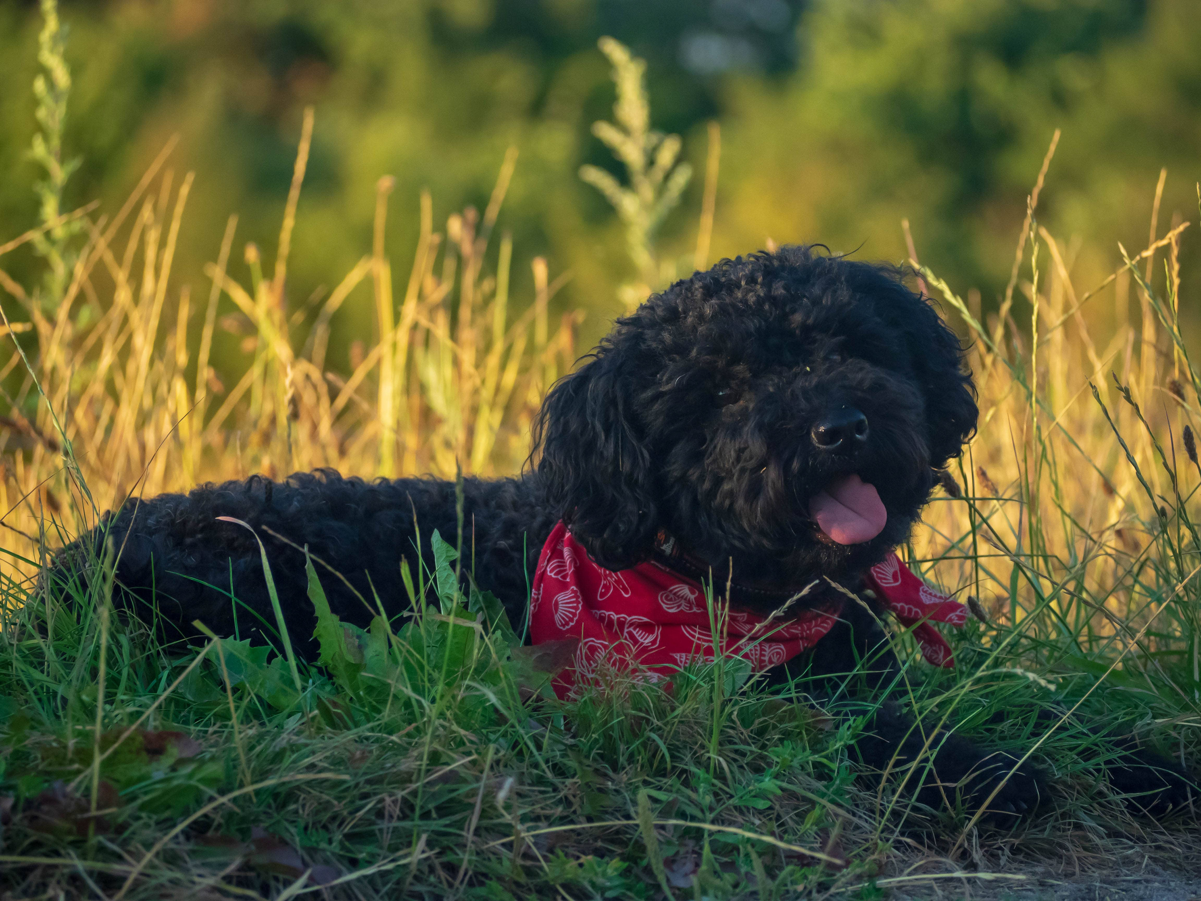 Happy Dog