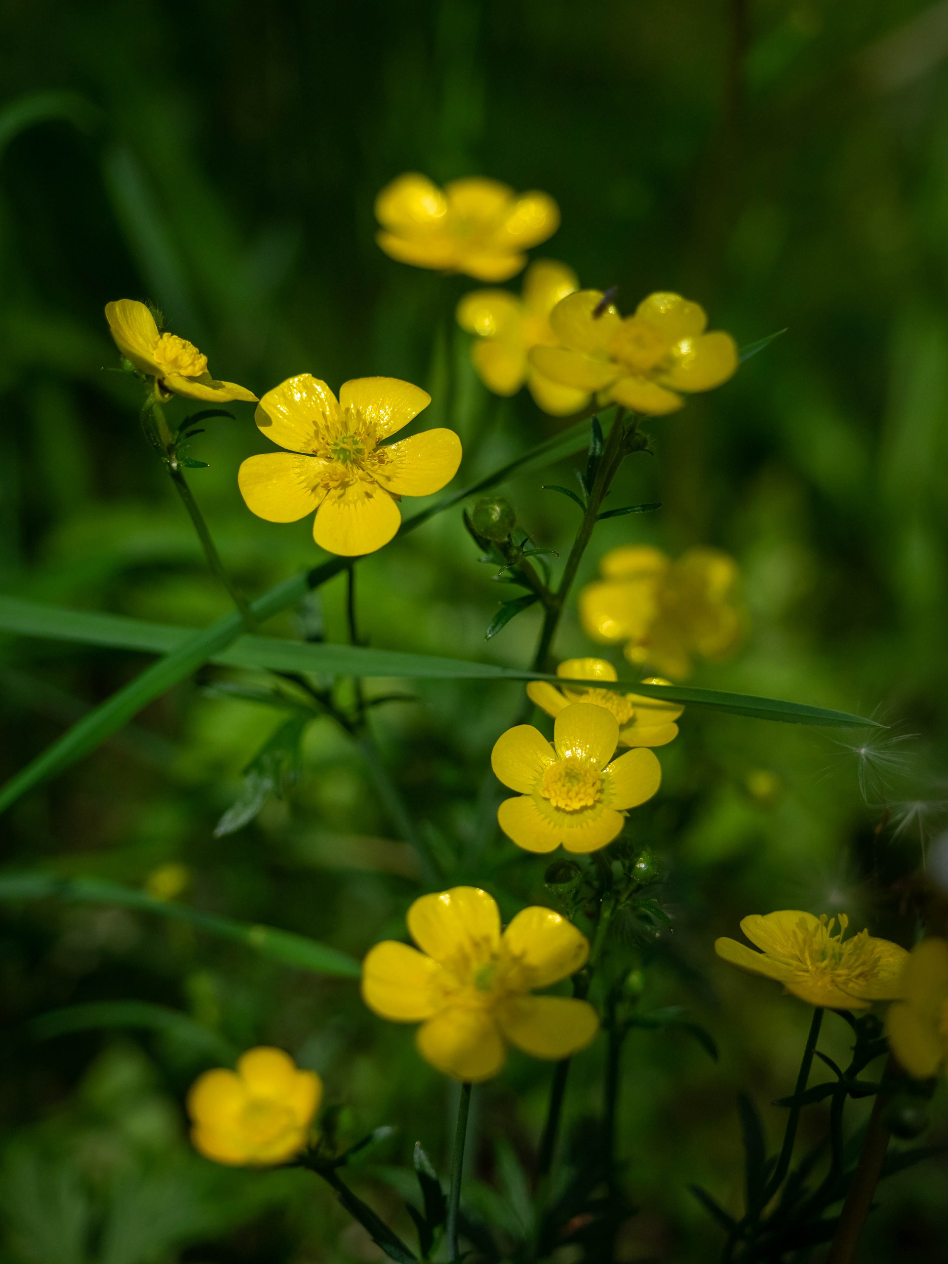 Buttercup Flower