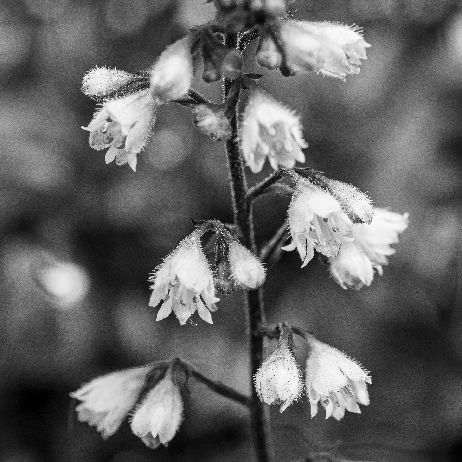 #0066 Palladium print (S, M, L)