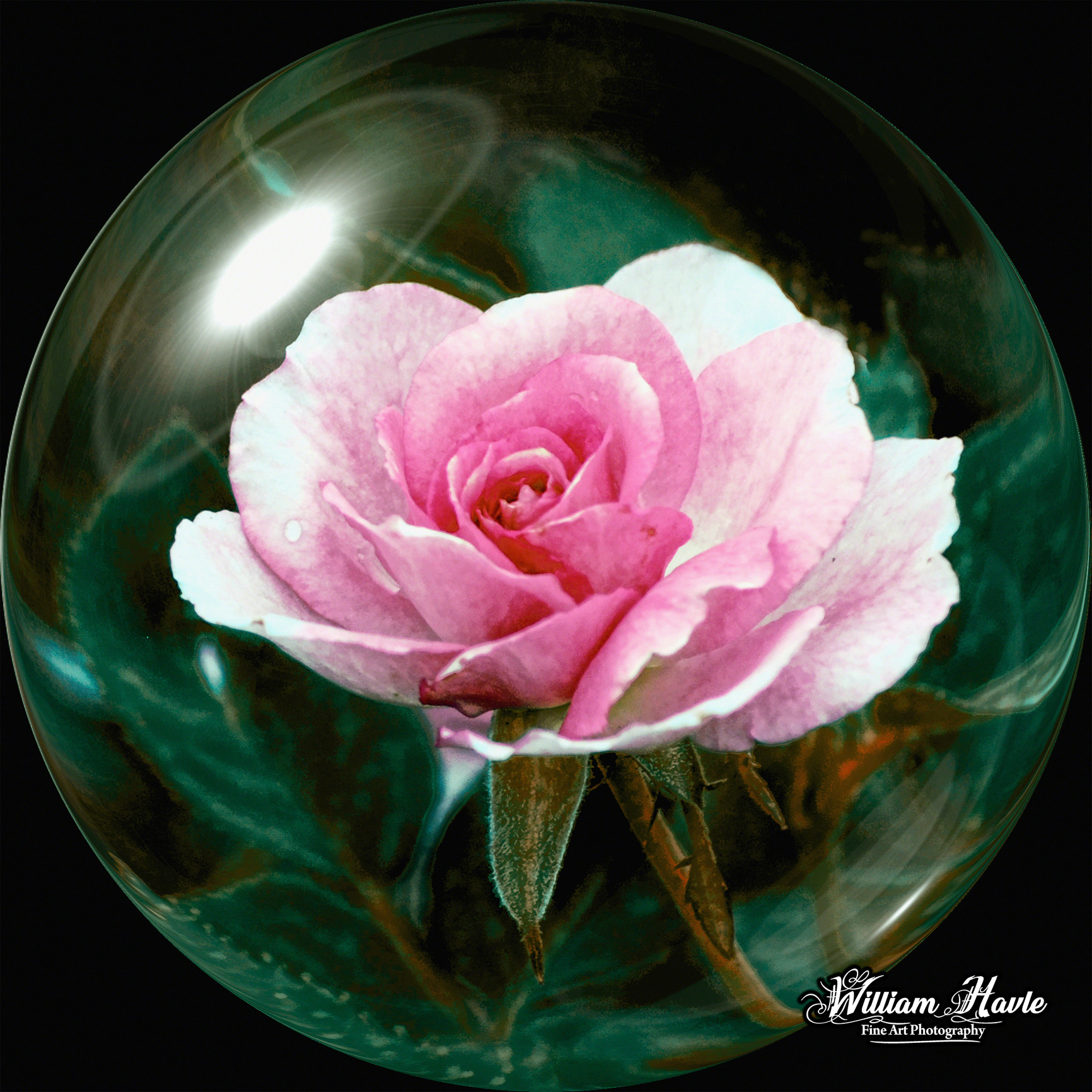 3D Pink Rose Sphere