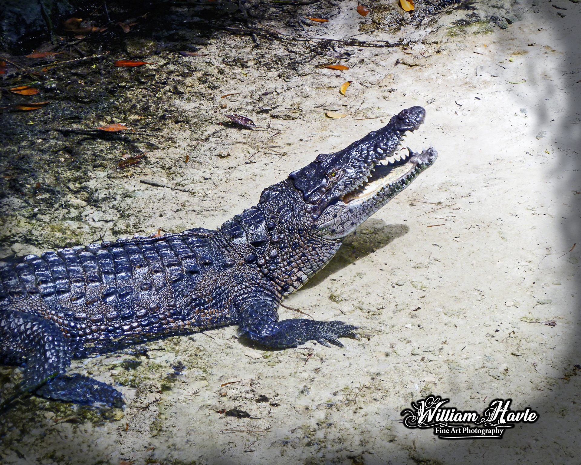 Cancun Crocodile