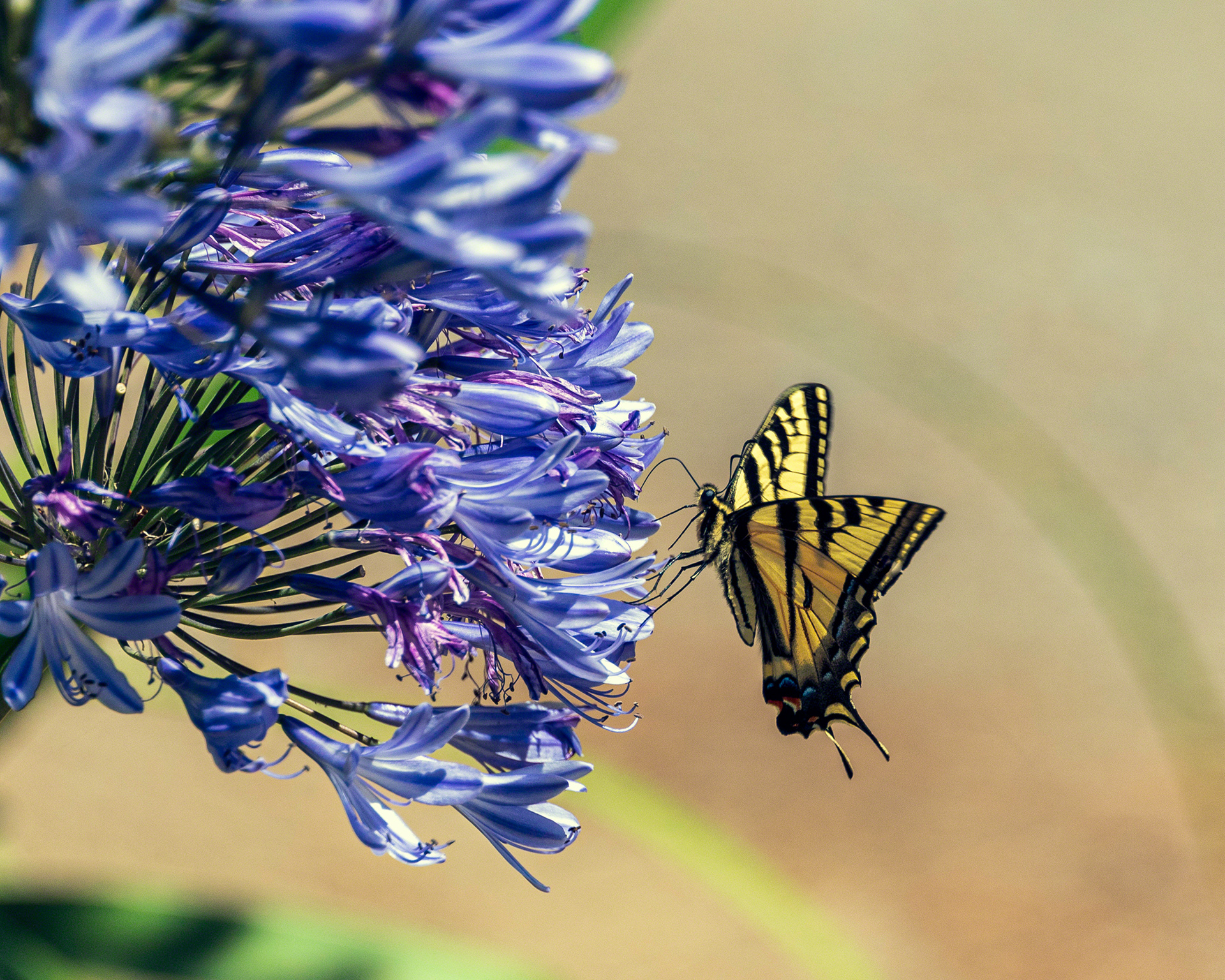 Western Swallowtail Butterfly