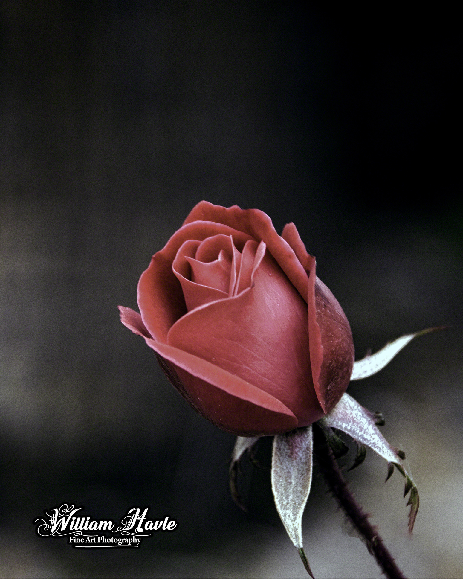 Roses Are Red