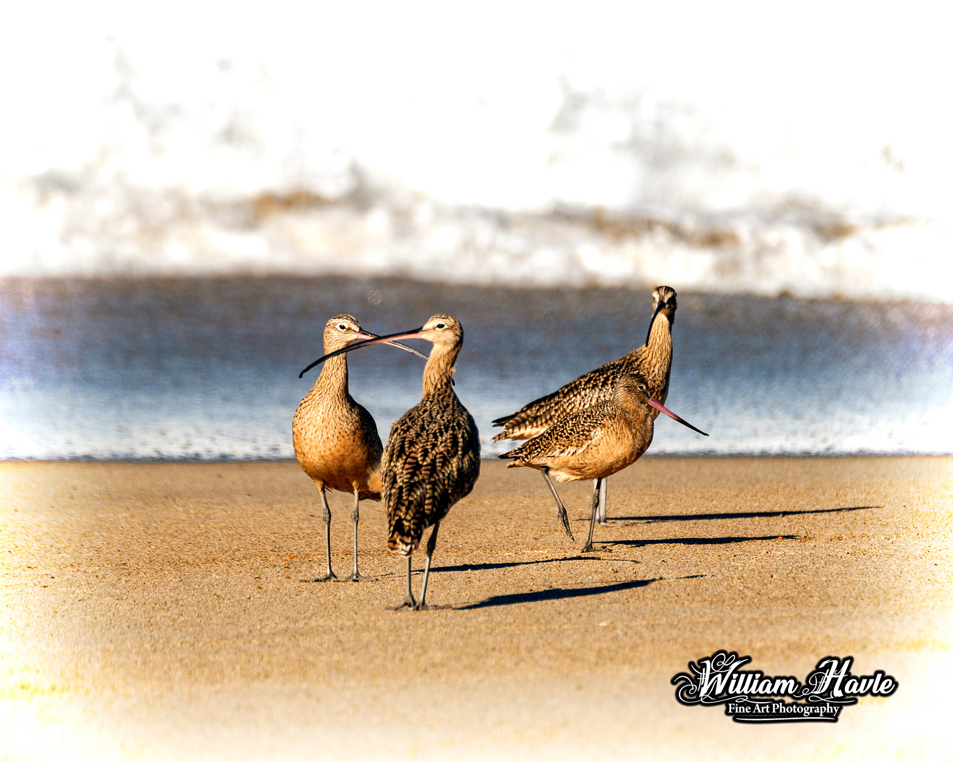 Long Billed Curlew