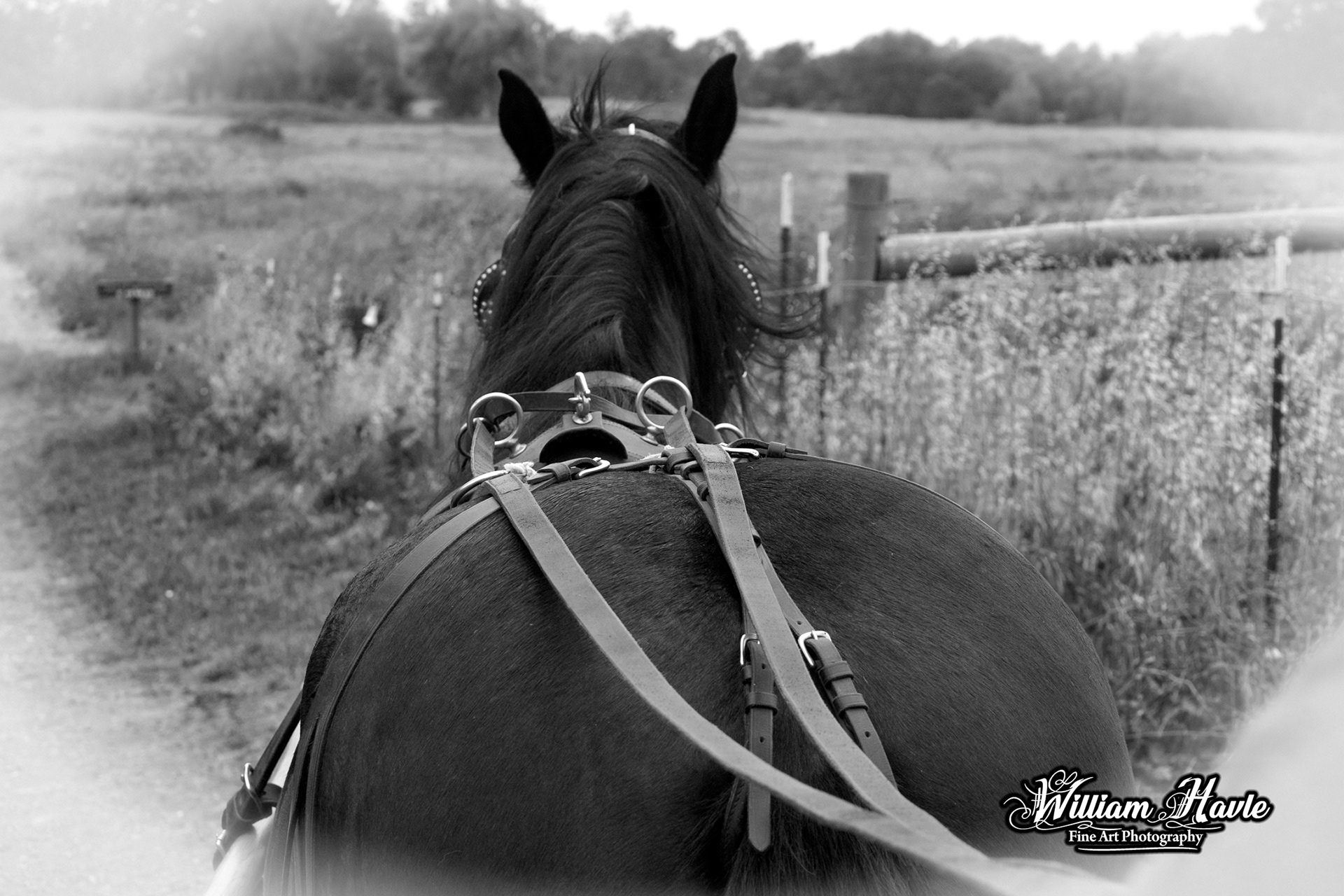 Carriage View Horse