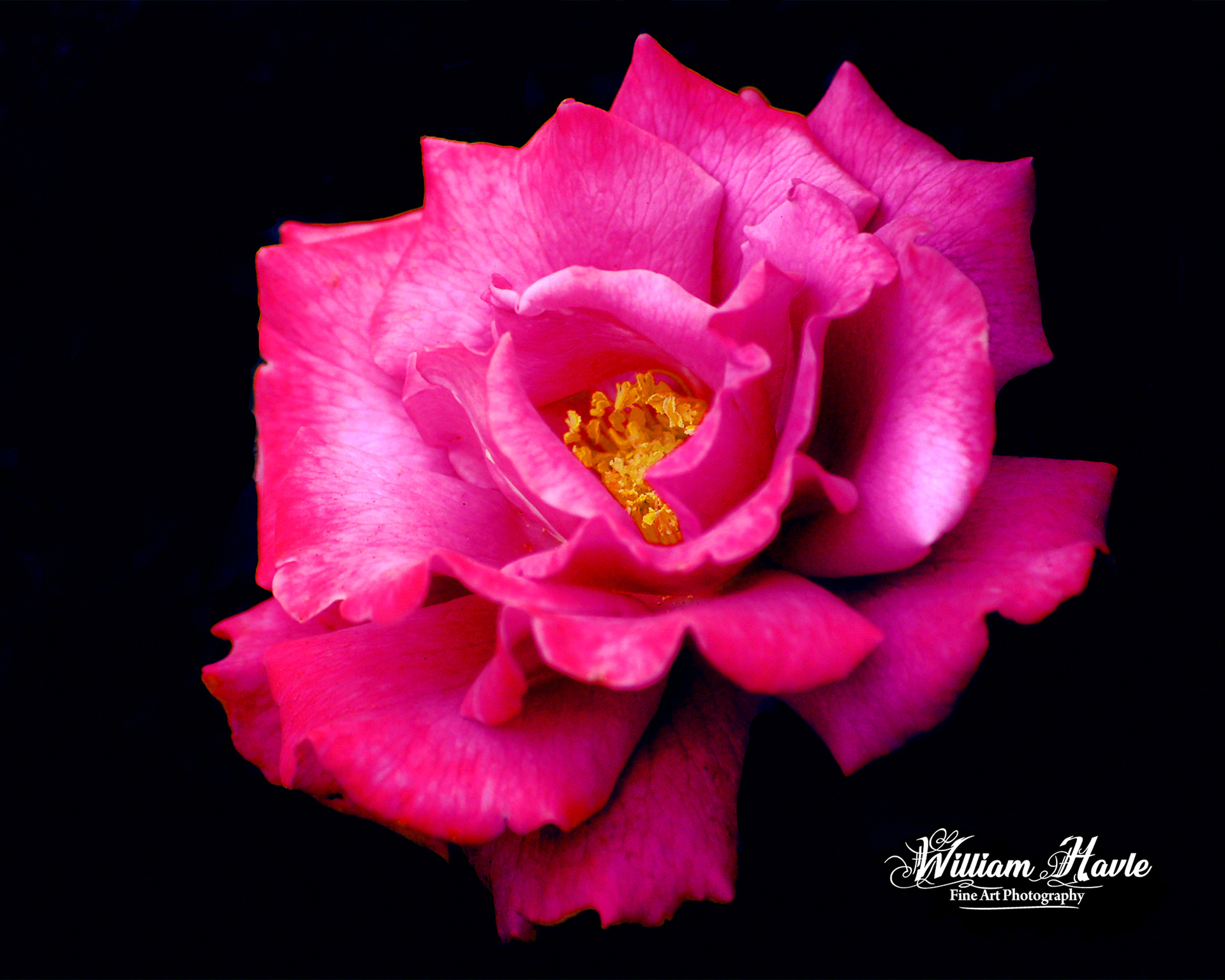 Beauty In A Rose