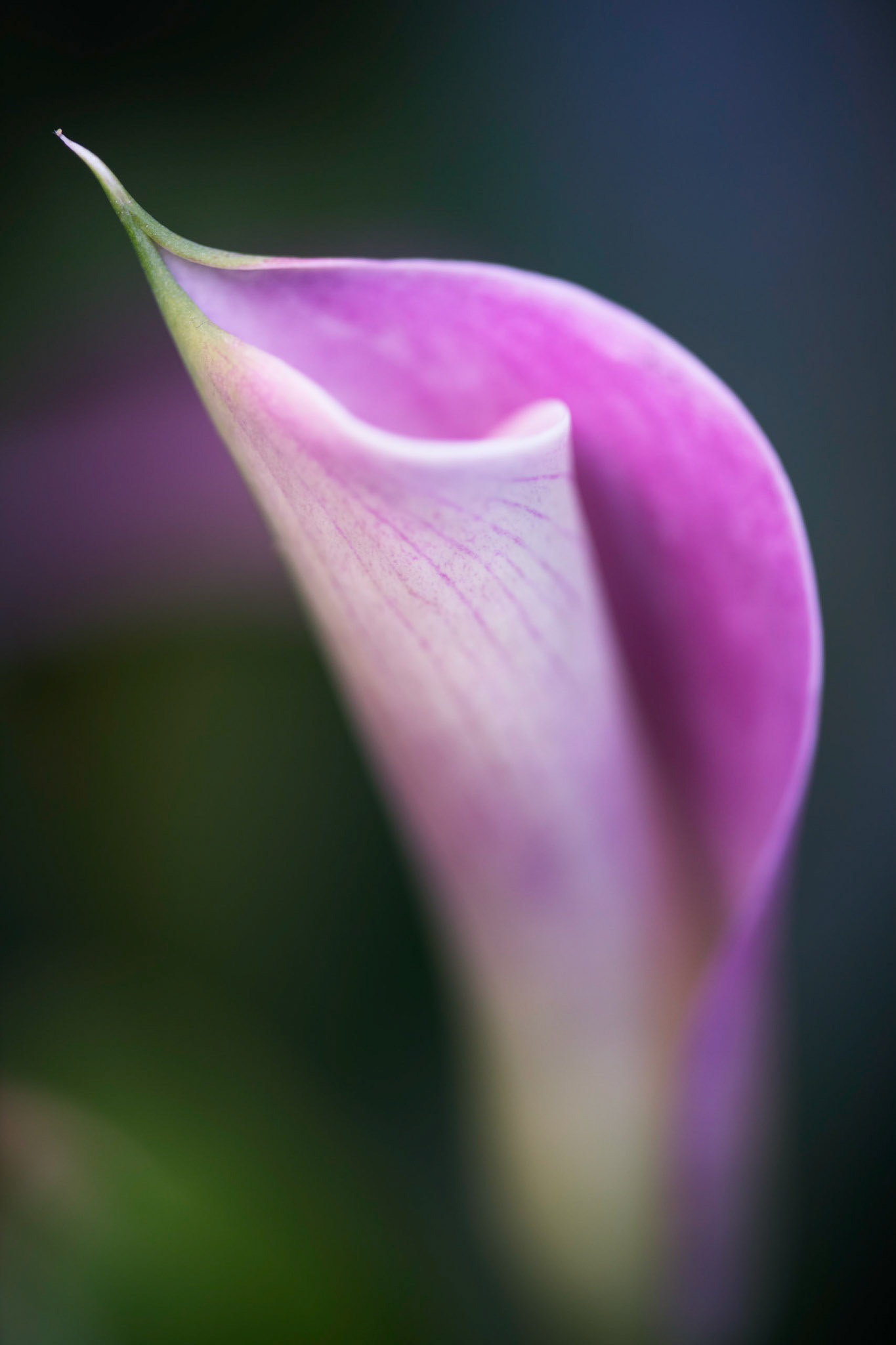 Curves III