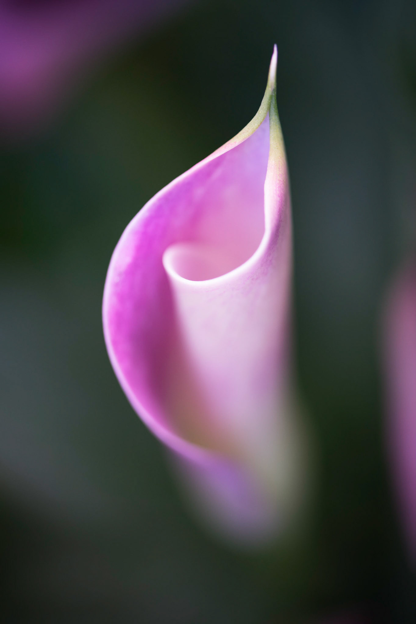 Curves II