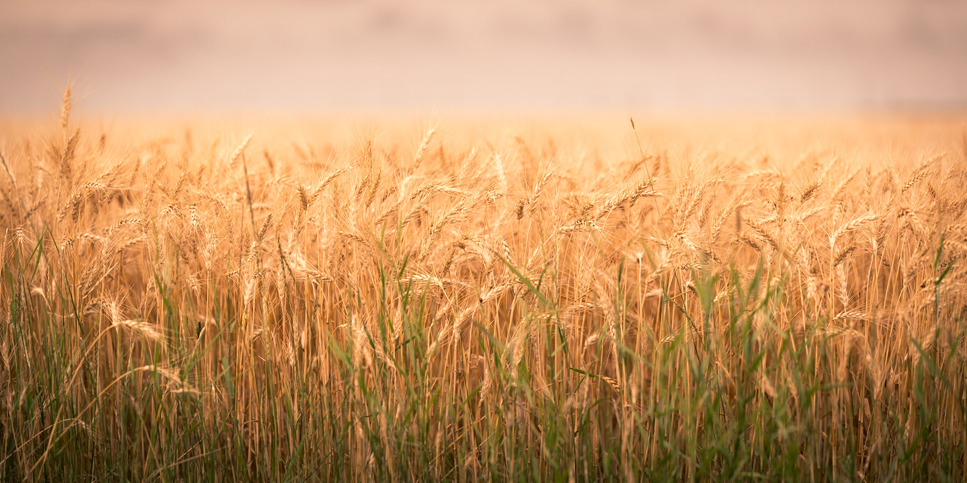 Prairies