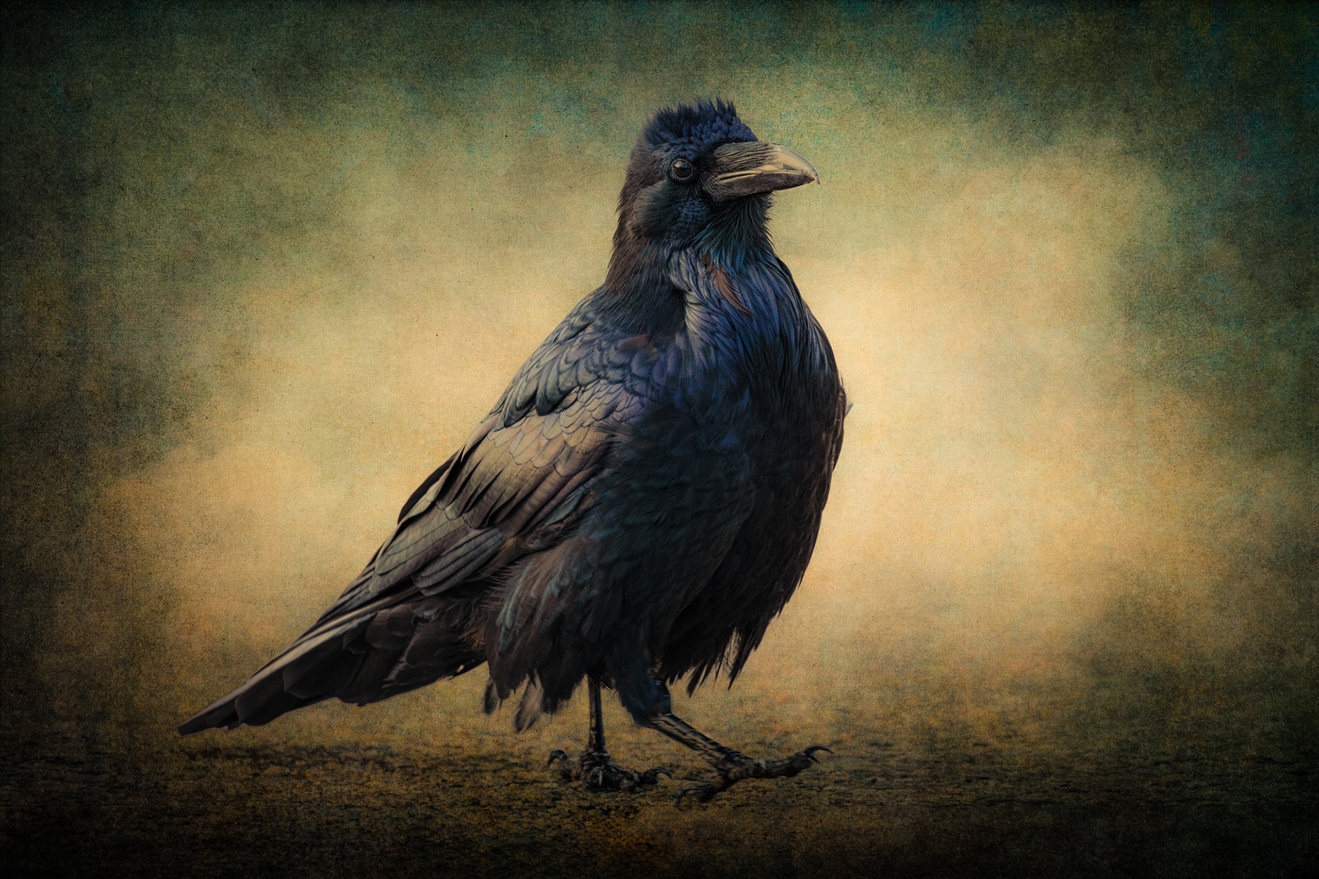 Raven Majesty