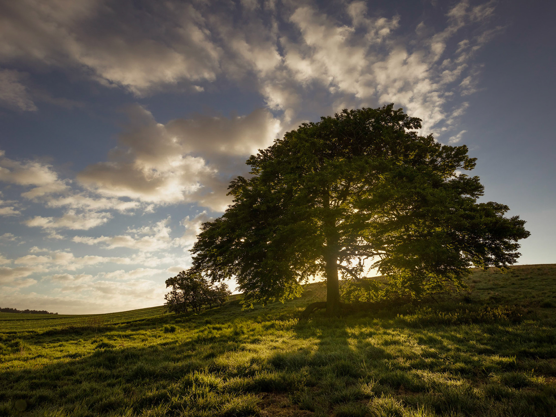 The Beech