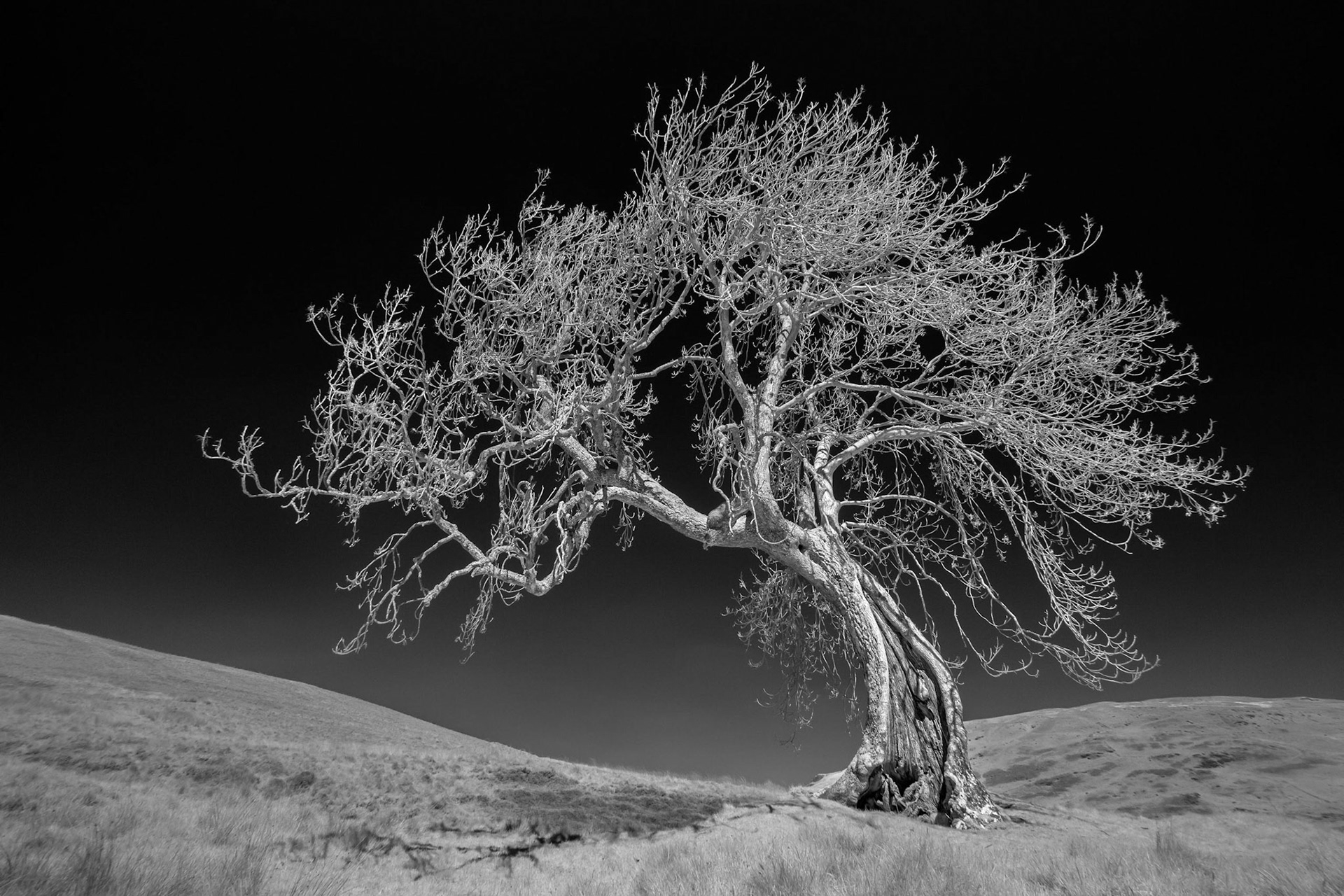 The Frandy Tree