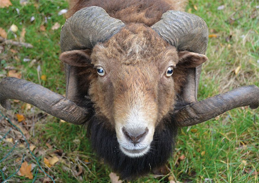 Inputbild eines Widders