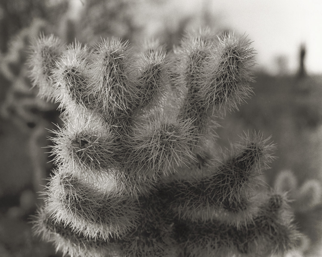 Cholla- Arizona