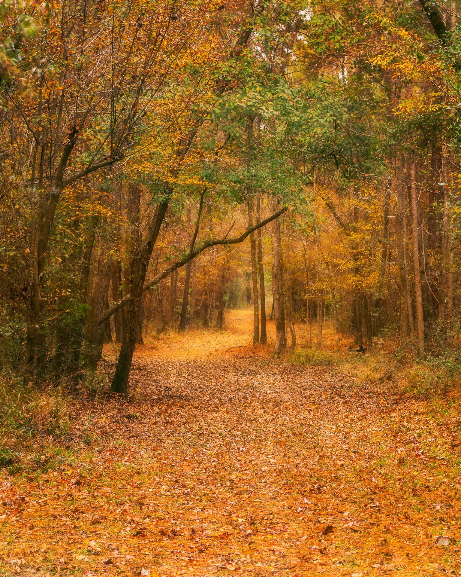 Autumn Trail- Texas