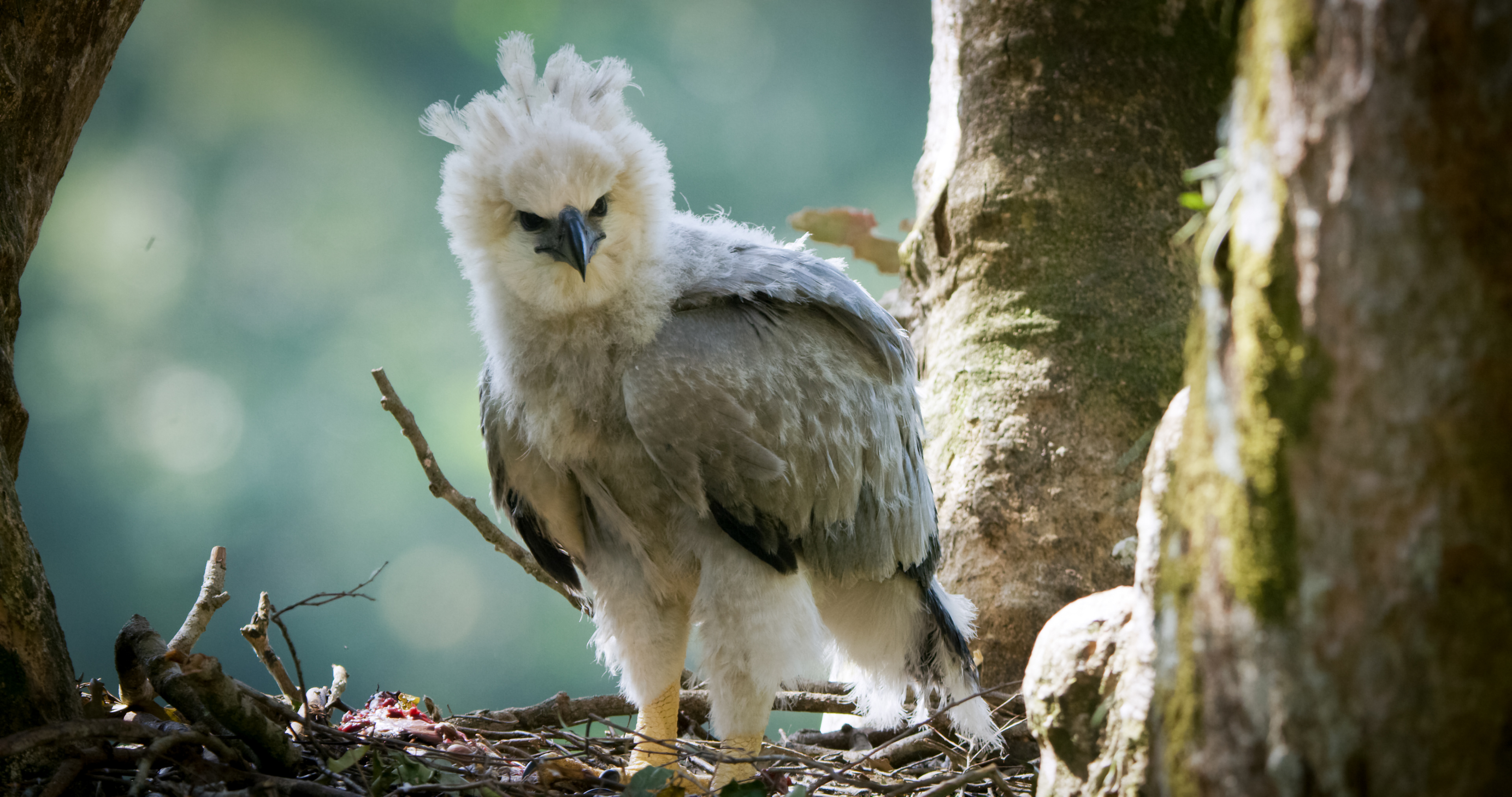 Harpy Eagle  The Peregrine Fund