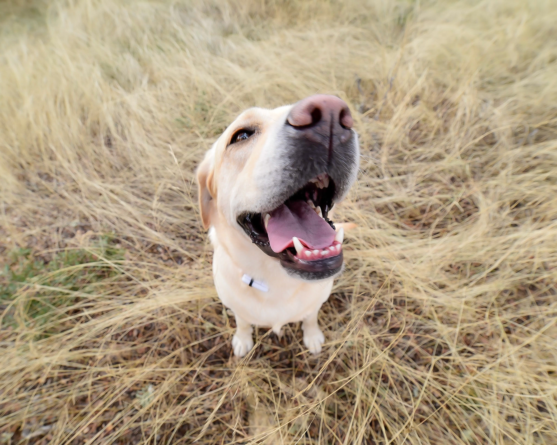 Happy doggy!