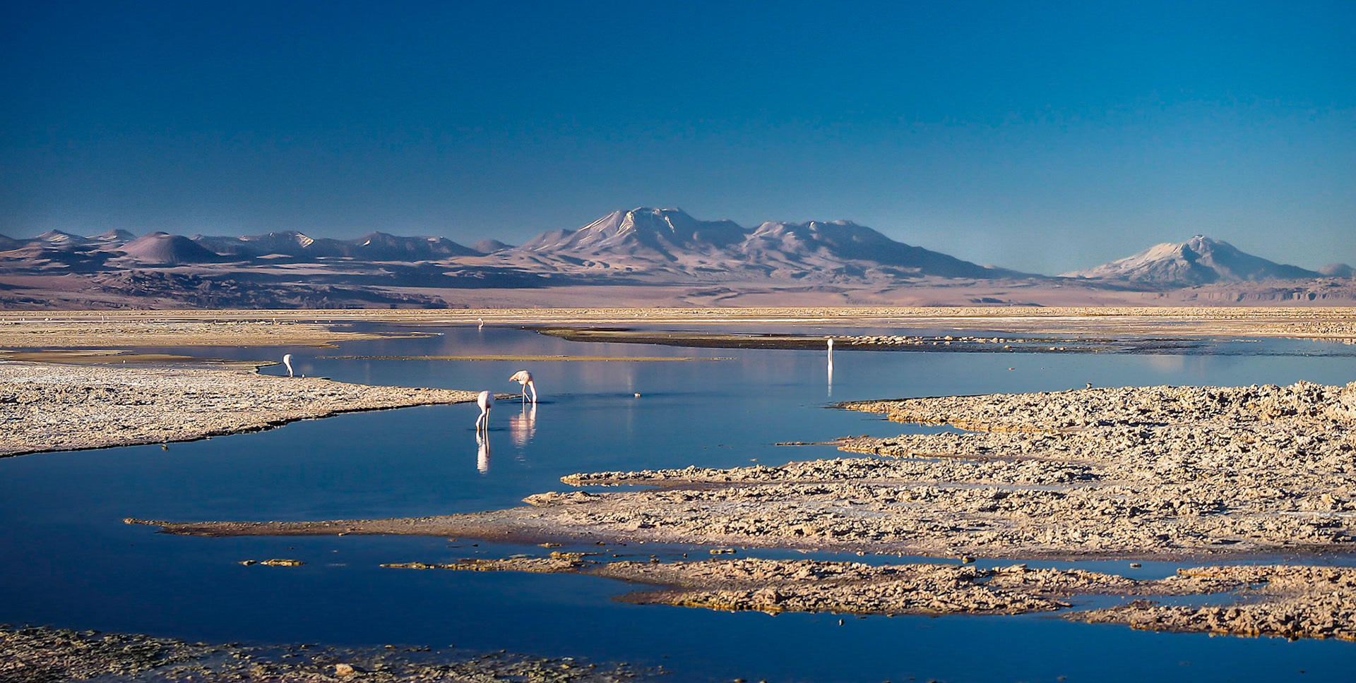 Flamingos on Laguna Chaxa