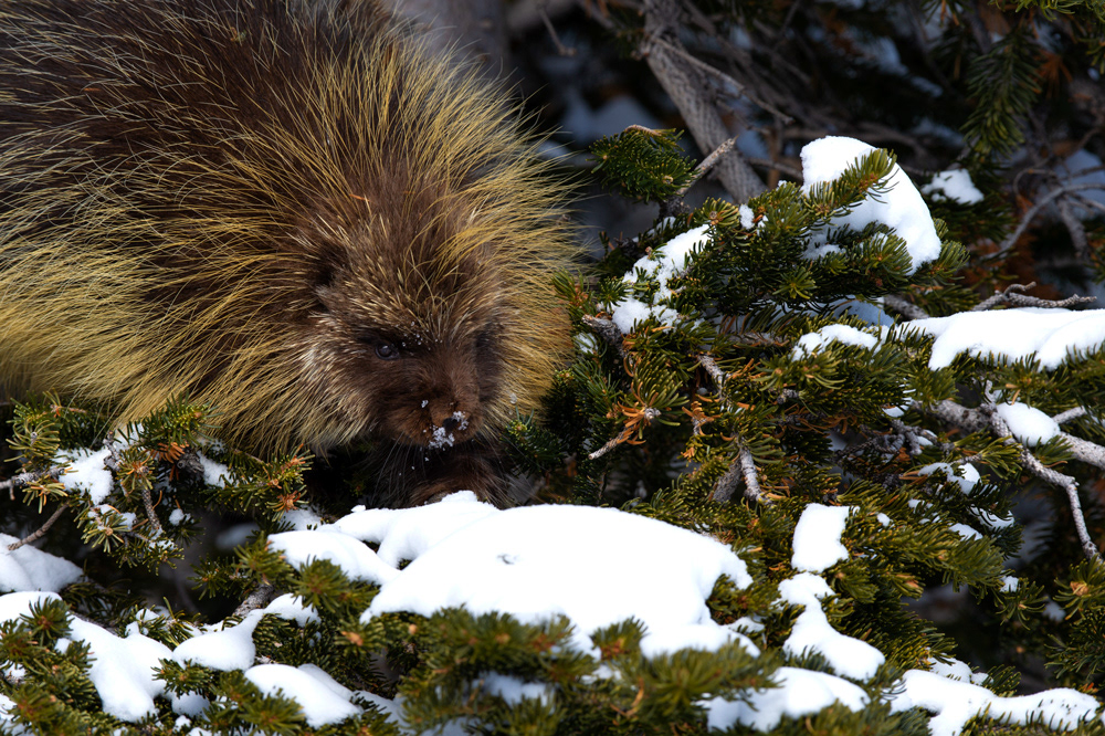 Teddy the Porcupine