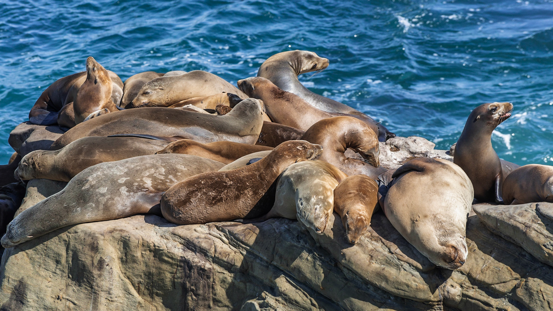 California Sea Lions, La Jolla, 2013