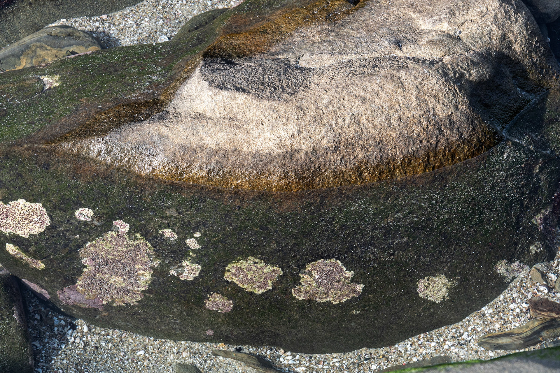 La Jolla Coastal Rock Study 38, 2019