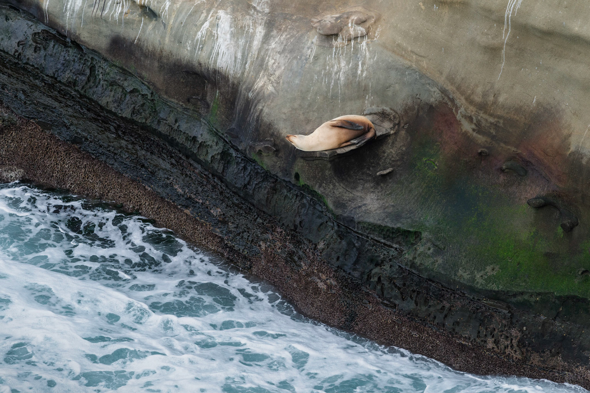 California Sea Lion, La Jolla, 2015