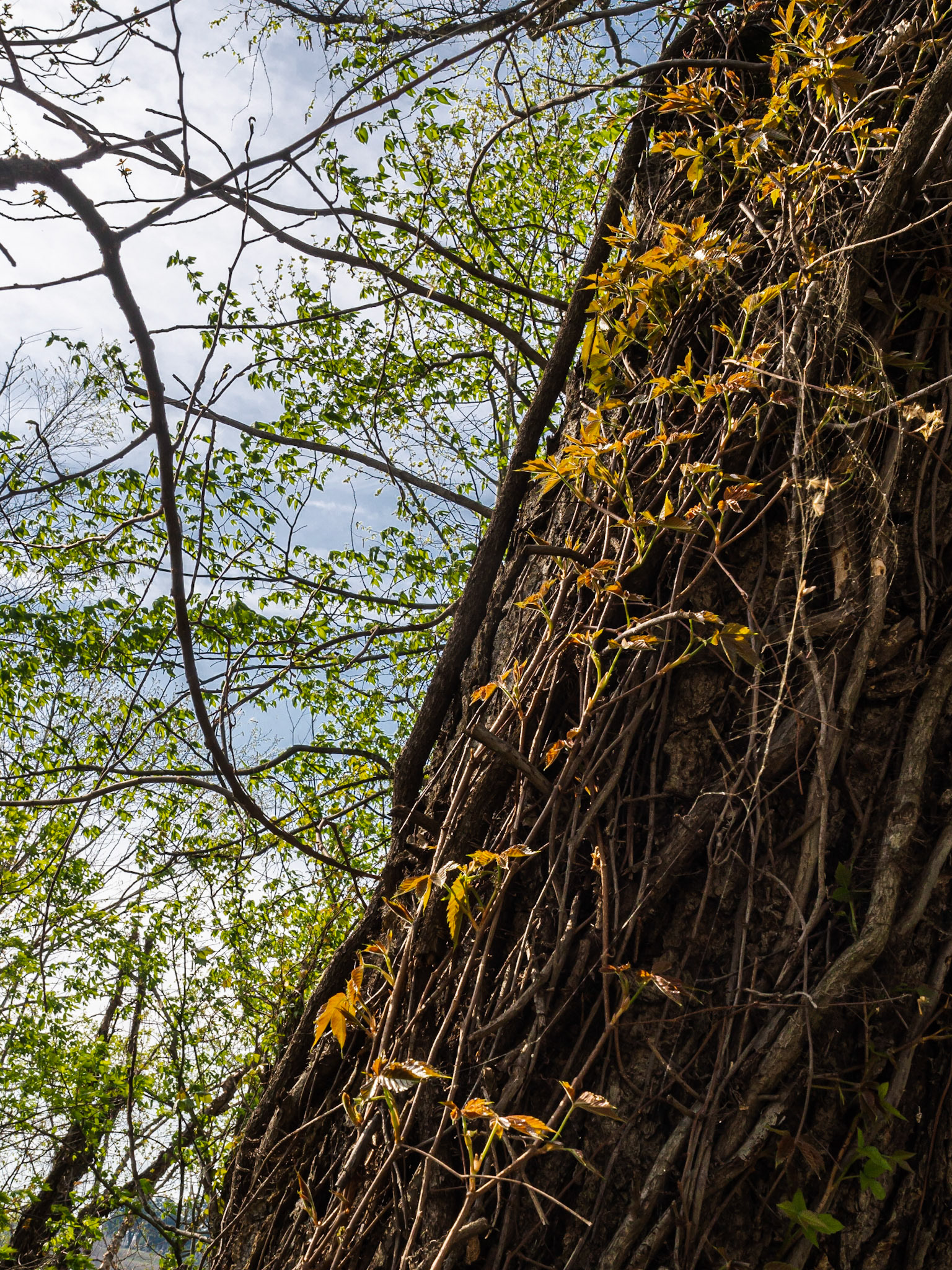 Belle Isle, Richmond, 2017