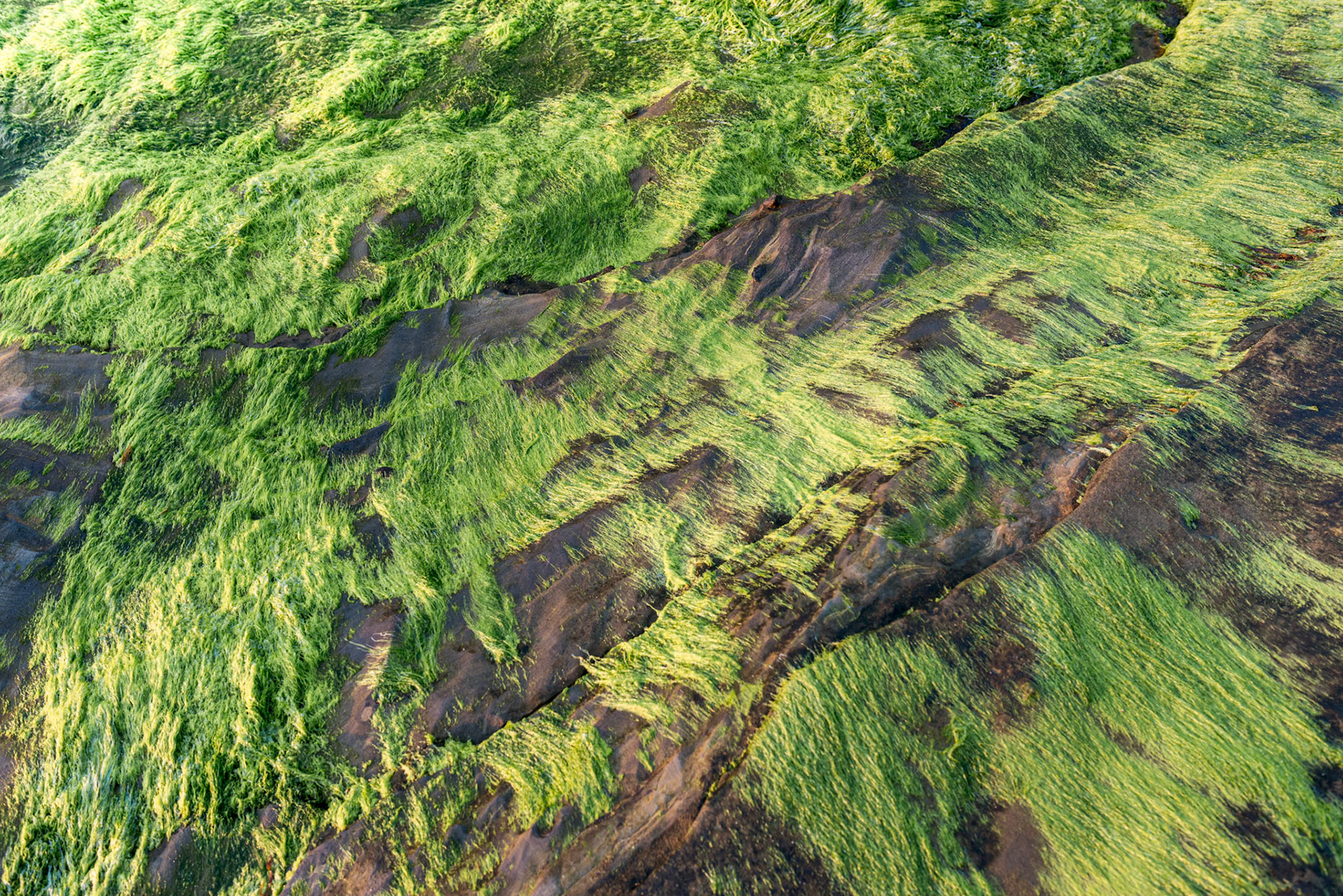 La Jolla Coastal Rock Study 1, 2014
